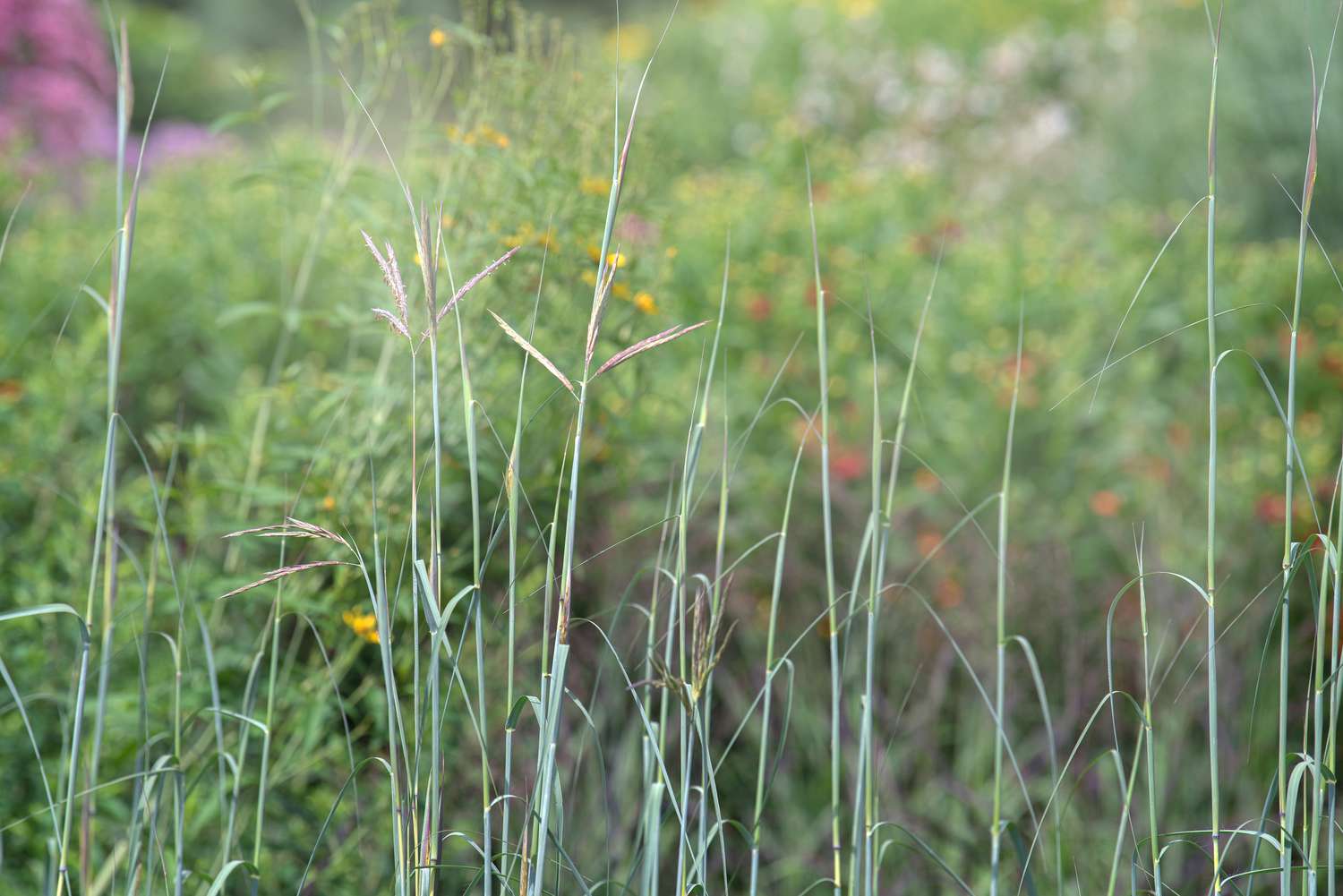 Großes Blausterngras mit dünnen Rhizomstängeln und gelben Ährchenblüten an der Spitze