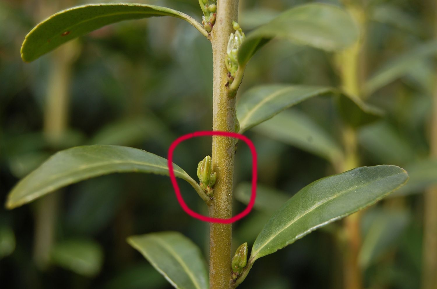 Bud to head back to when pruning Sky Pencil holly.