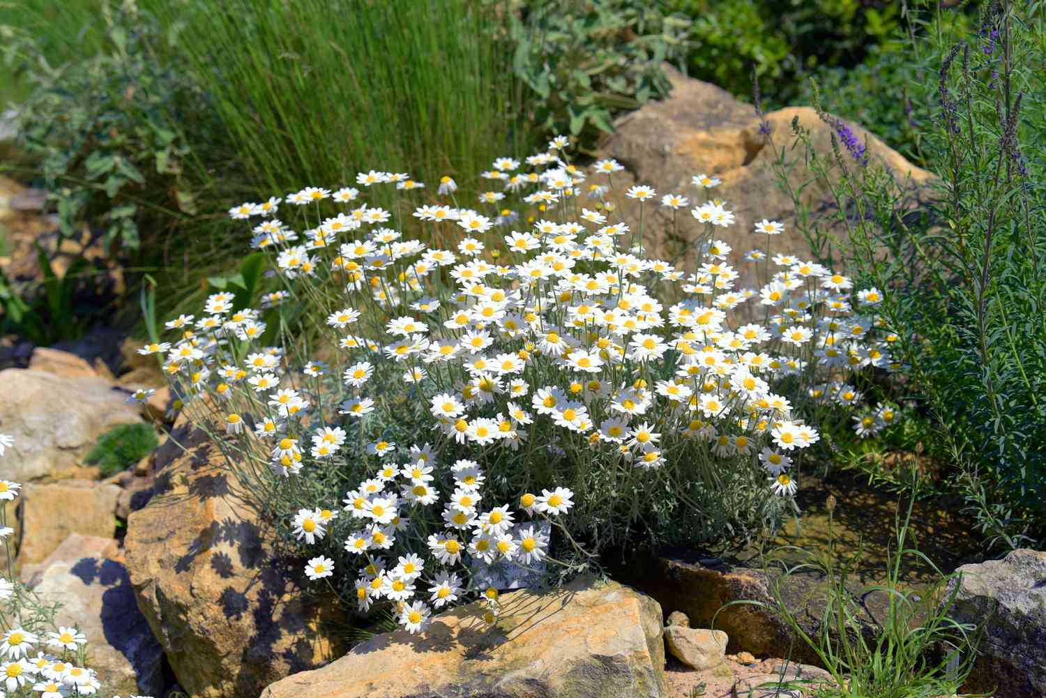 Kleine weiße Gänseblümchen umgeben von Steinen im Garten