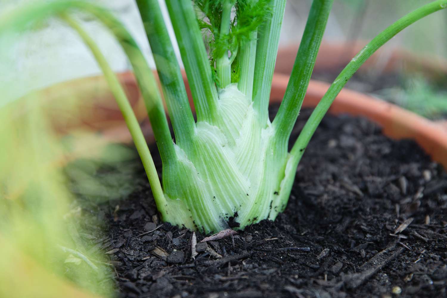 Fenchel bereit zur Ernte