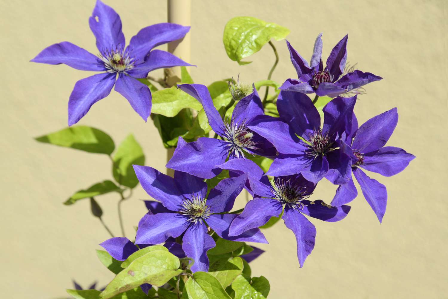 Clematis 'El Presidente' planta con flores de color azul violáceo con anteras rojizas en el centro que crece en la vid 