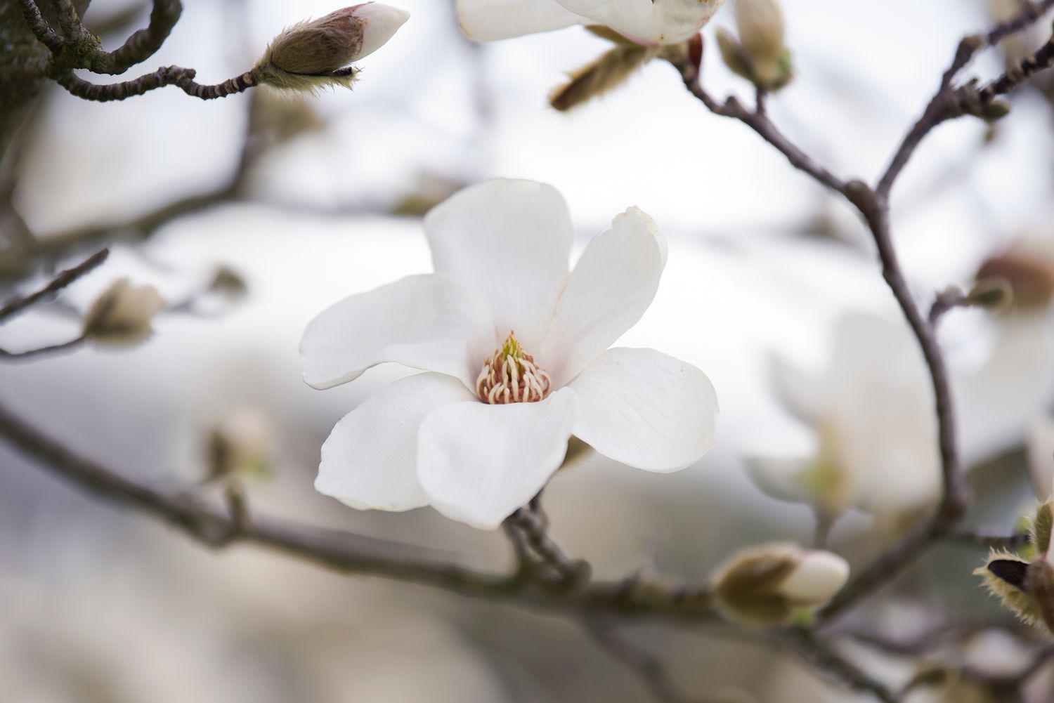 Kobus magnolia tree white flower blossom closeup