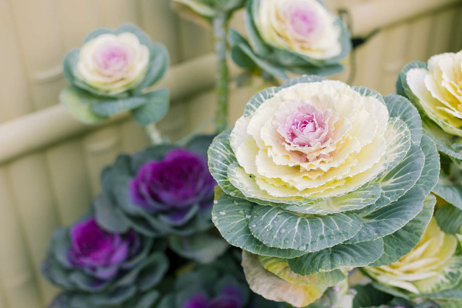 Ornamental Kale