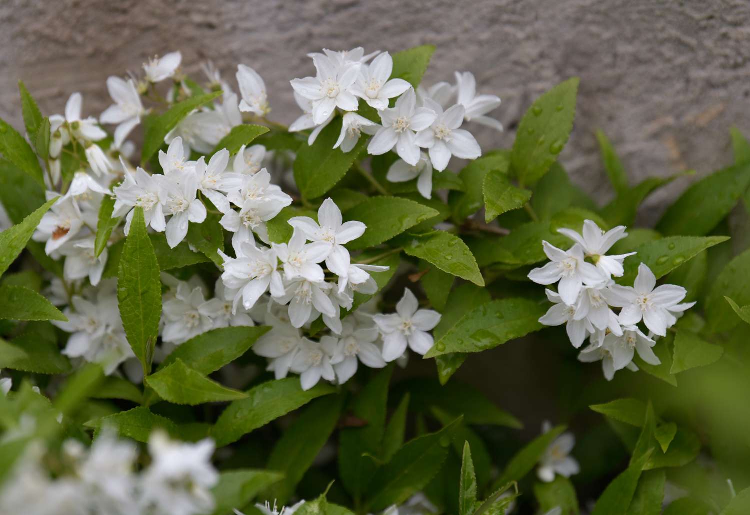 Zwerg-Deutzia 'Nikko' Strauch mit gefüllten weißen Blütenbüscheln, die von Blättern umgeben sind