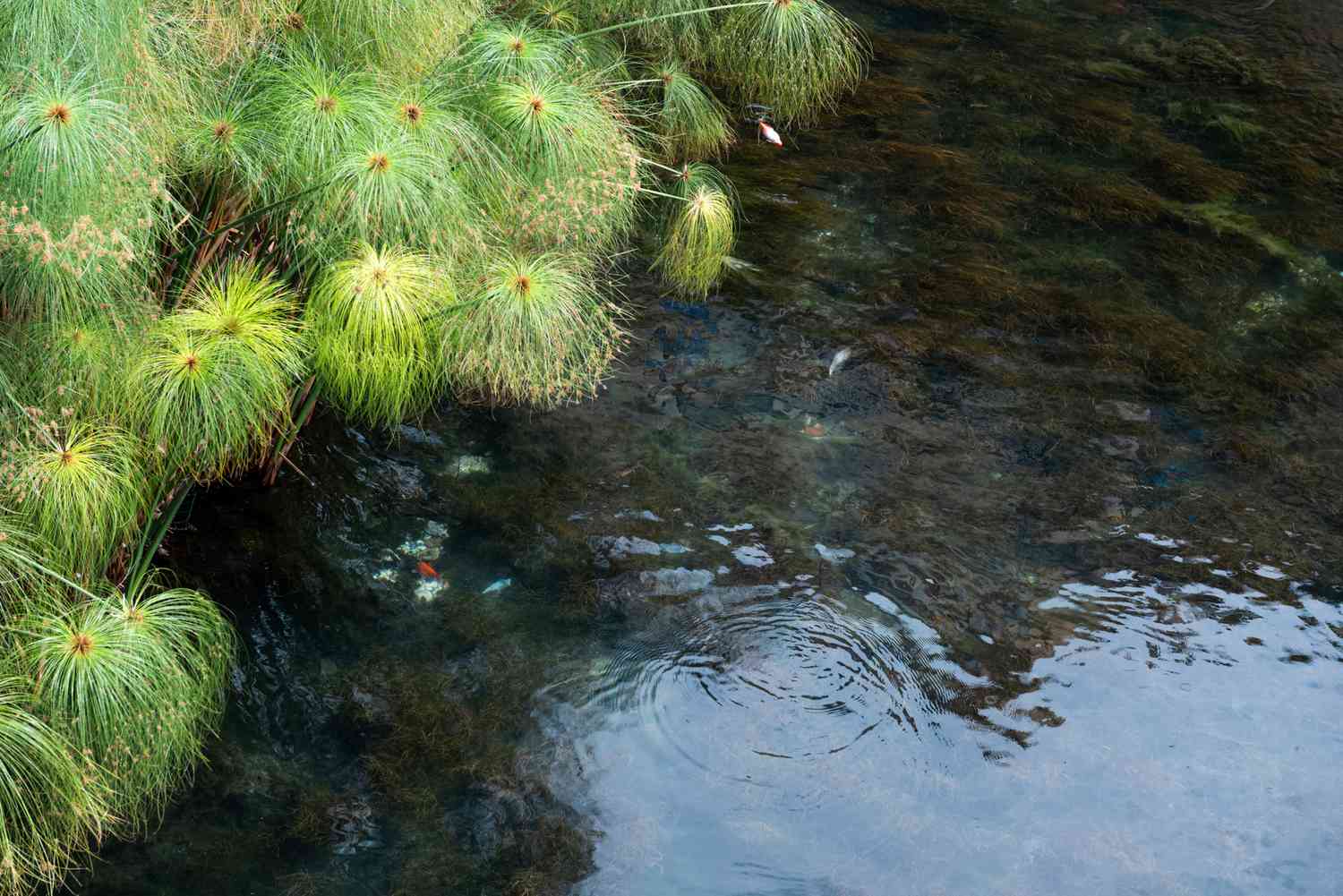 Papyruspflanzen mit langen Schilfhalmen und Büscheln schirmartiger Grashalme am Wasserrand