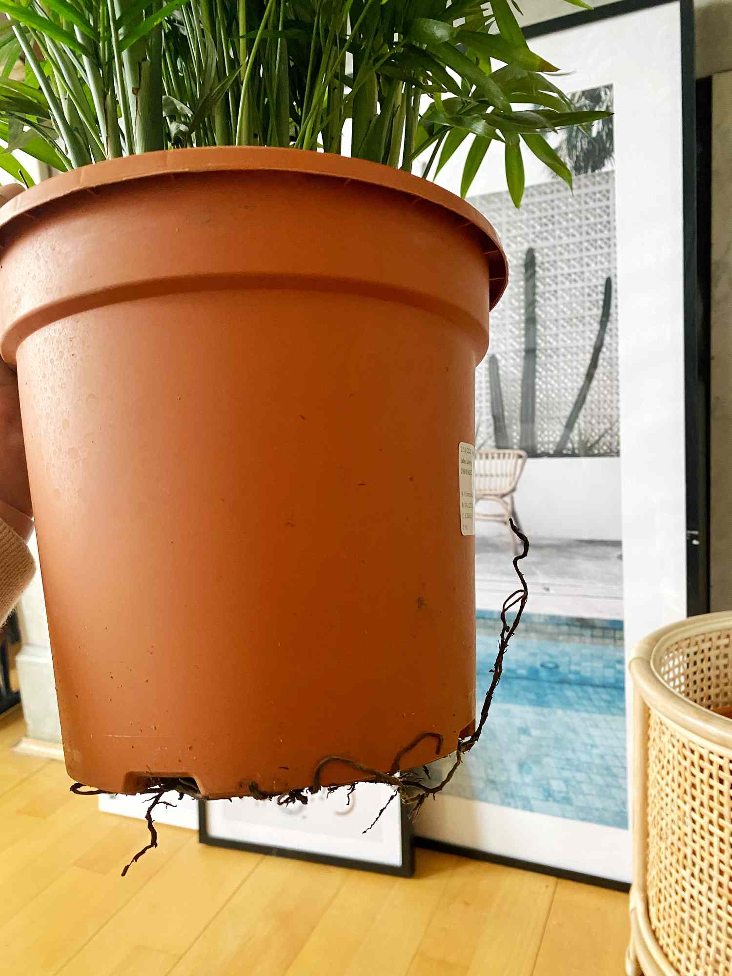 roots coming out the bottom of a pot, a sign that the plant needs to be repotted