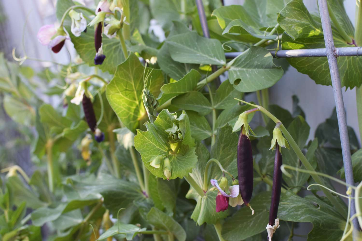 Erbsenpflanze mit dunkelvioletten Schoten an Metallspalier hängend