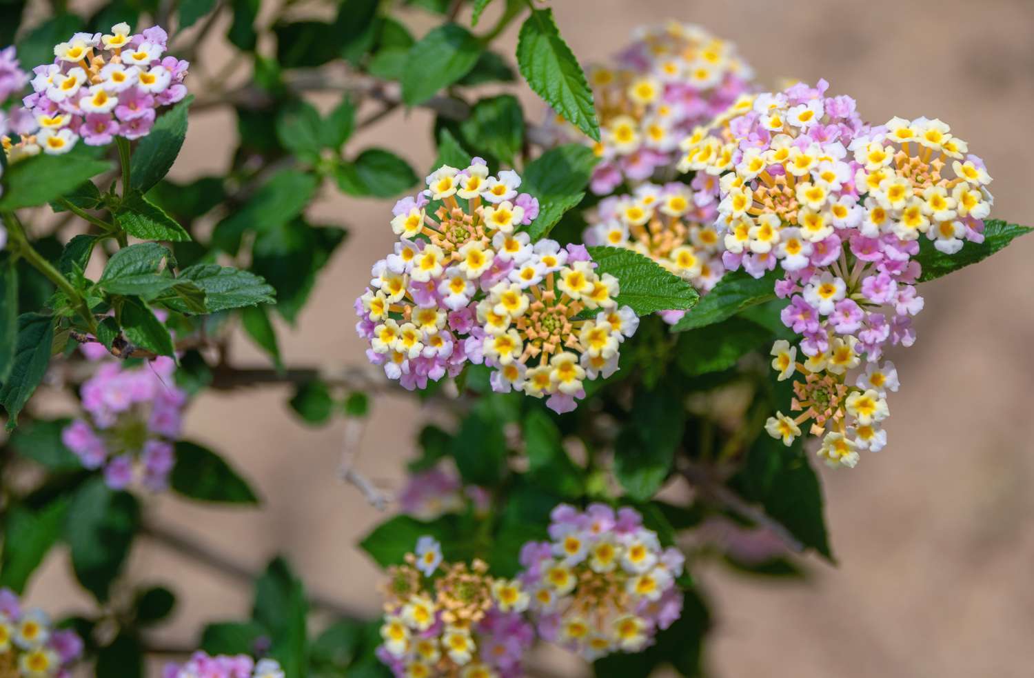 Lantana-Pflanzen mit winzigen rosa und gelben Blütentrauben in Nahaufnahme