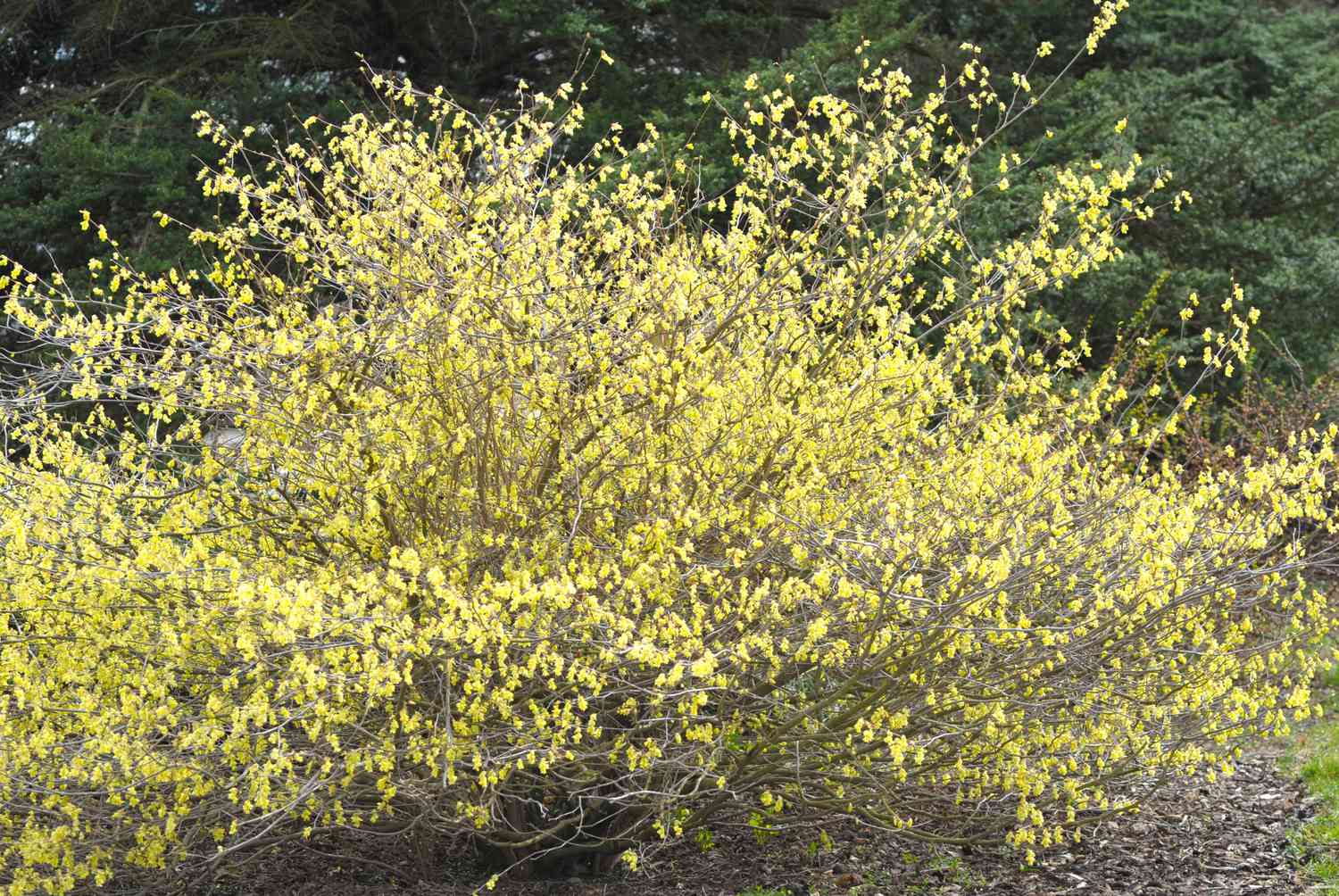 Buttercup winter hazel shrub with long branches and small yellow flowers 