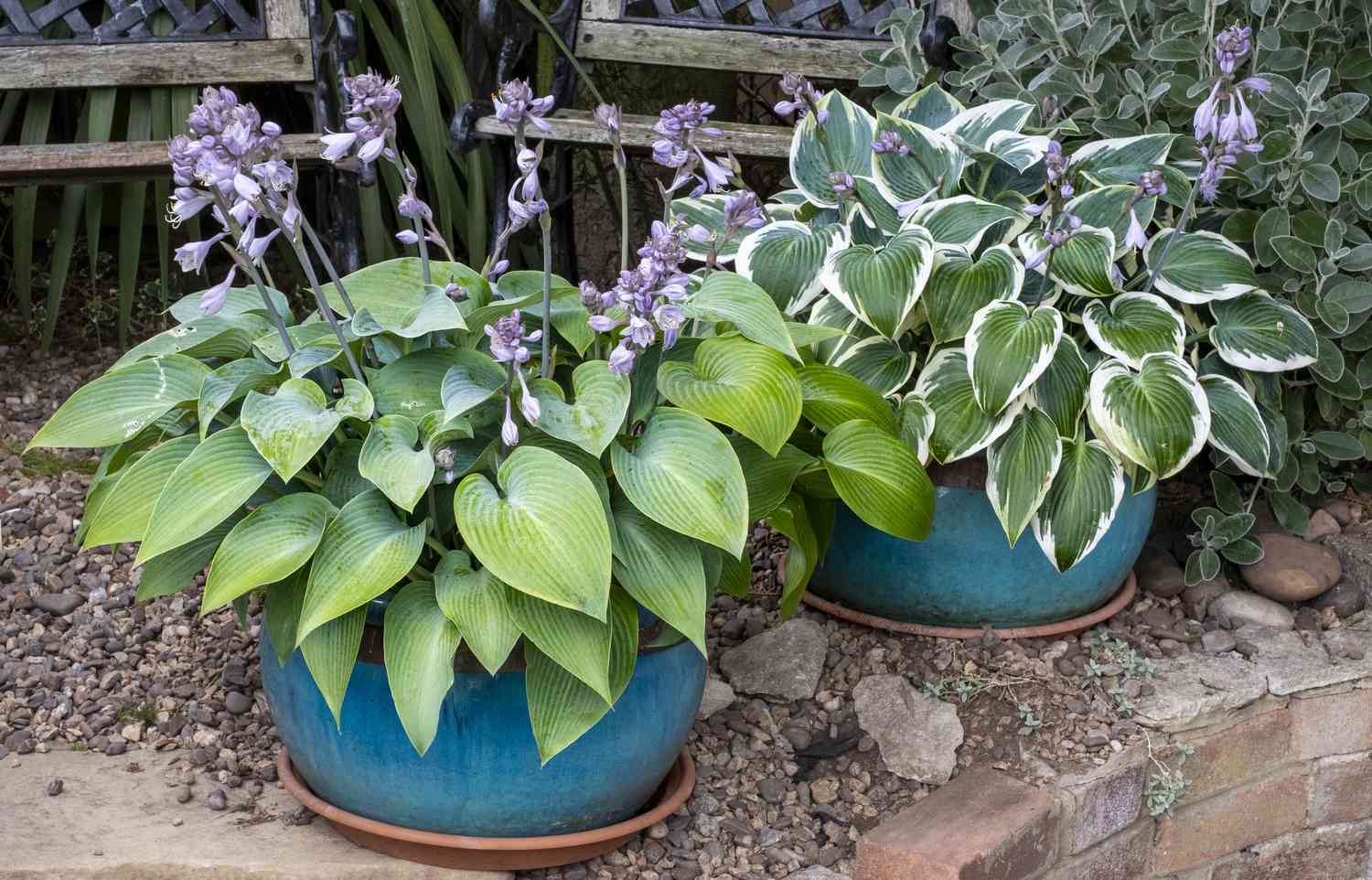 Macetas de plantas Hosta en un jardín inglés