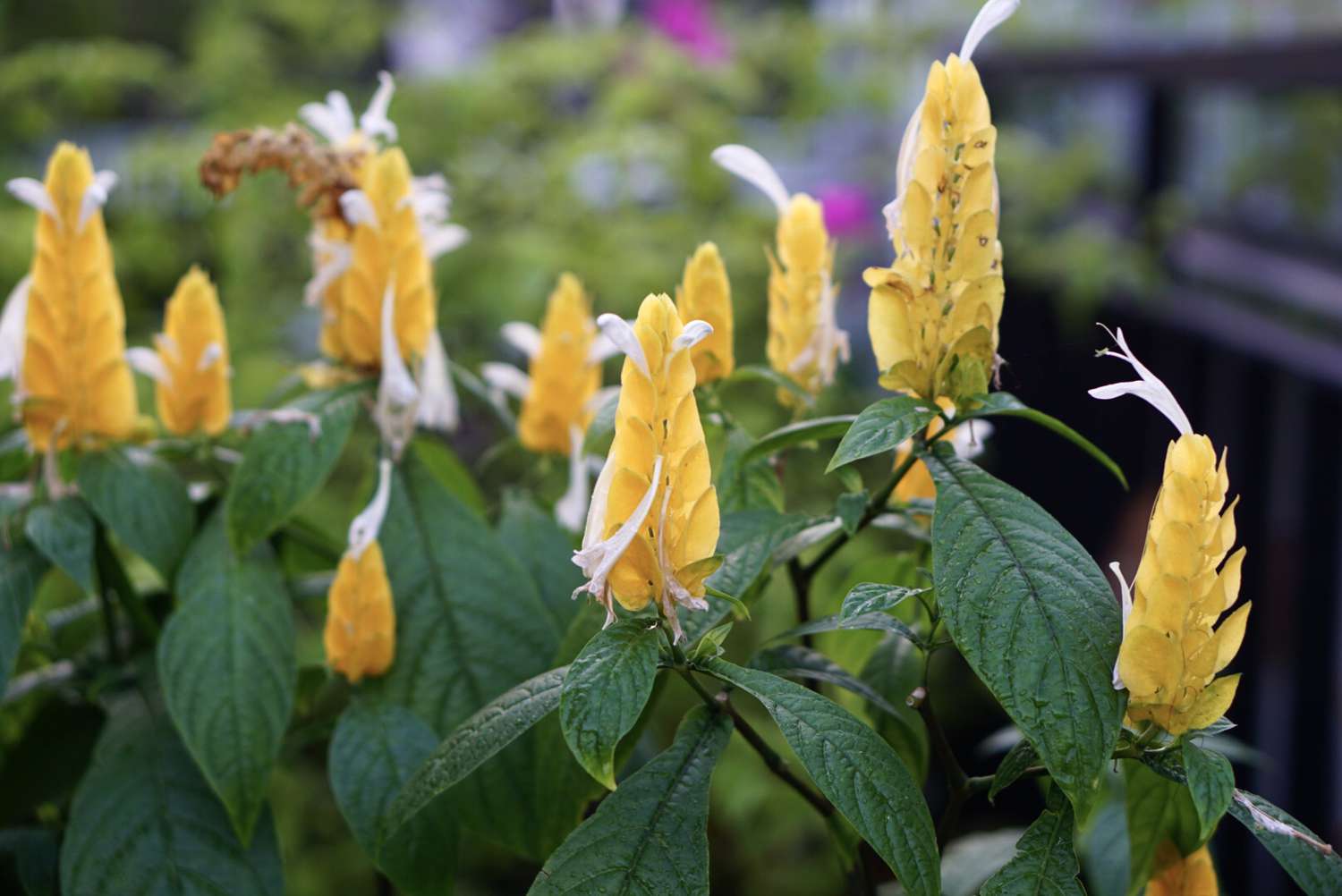 Golden shrimp plants with yellow cone-shaped stamen and small white flowers