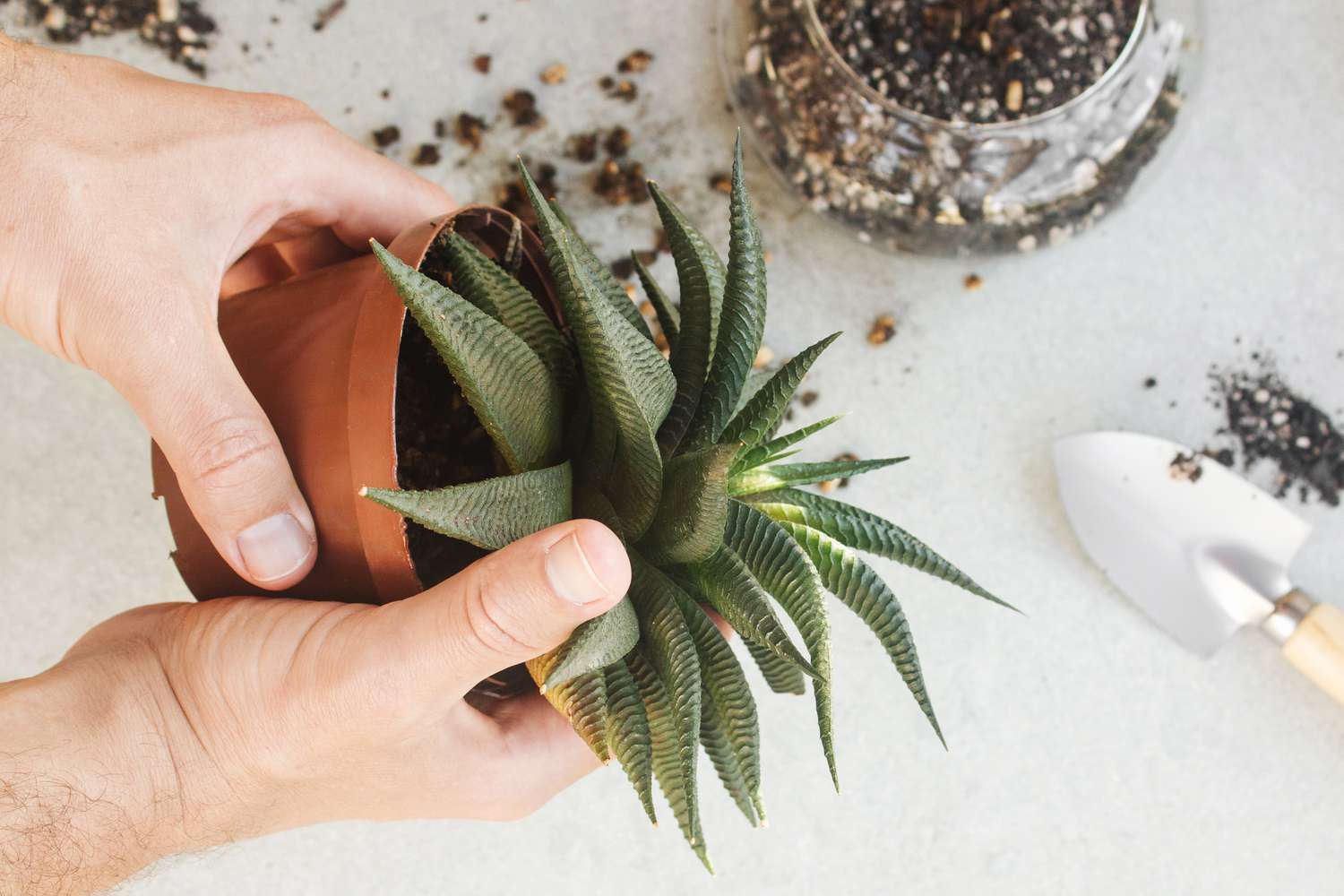 preparando para remover a planta de seu vaso atual