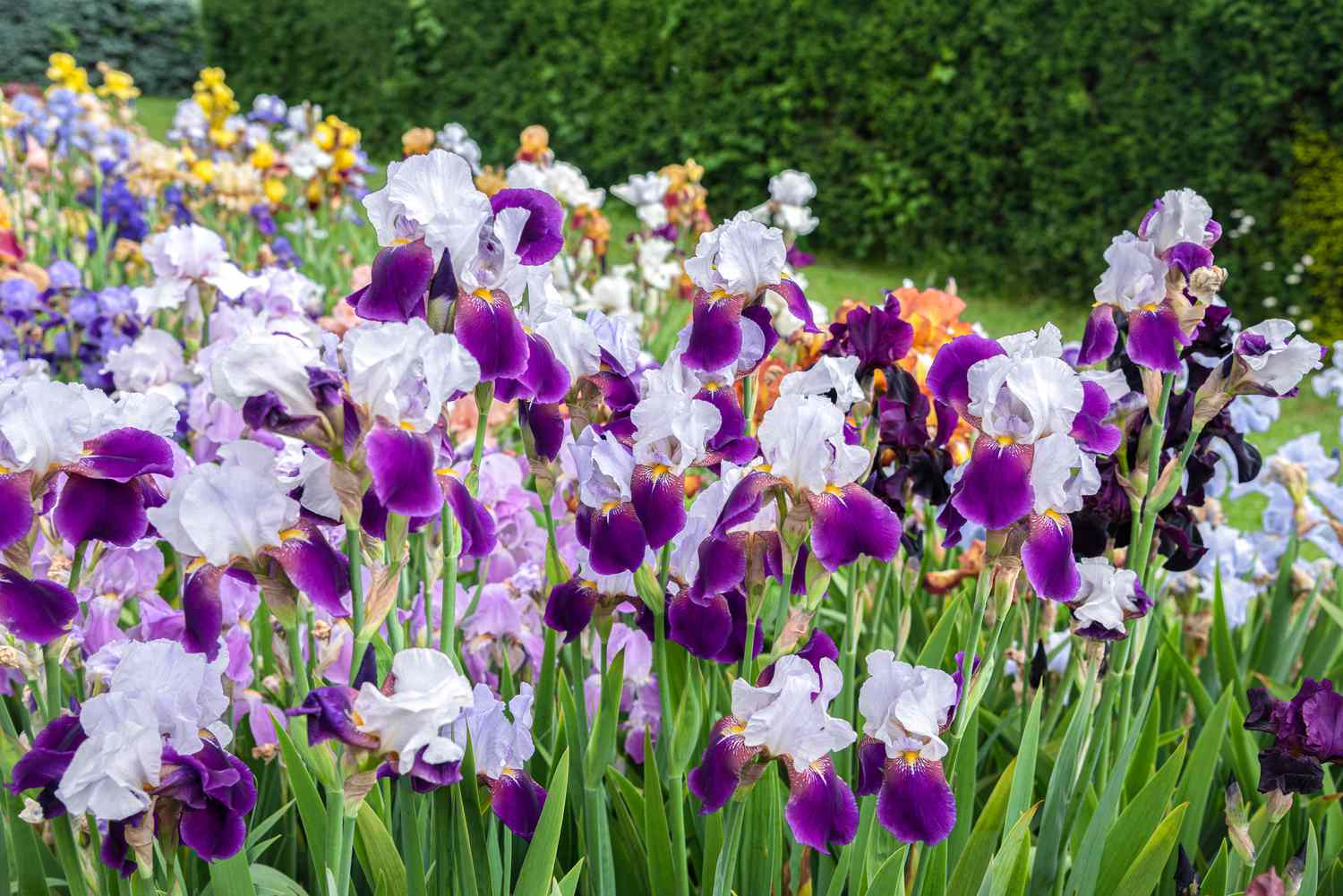 Fleurs d'iris violettes et blanches pour attirer les colibris