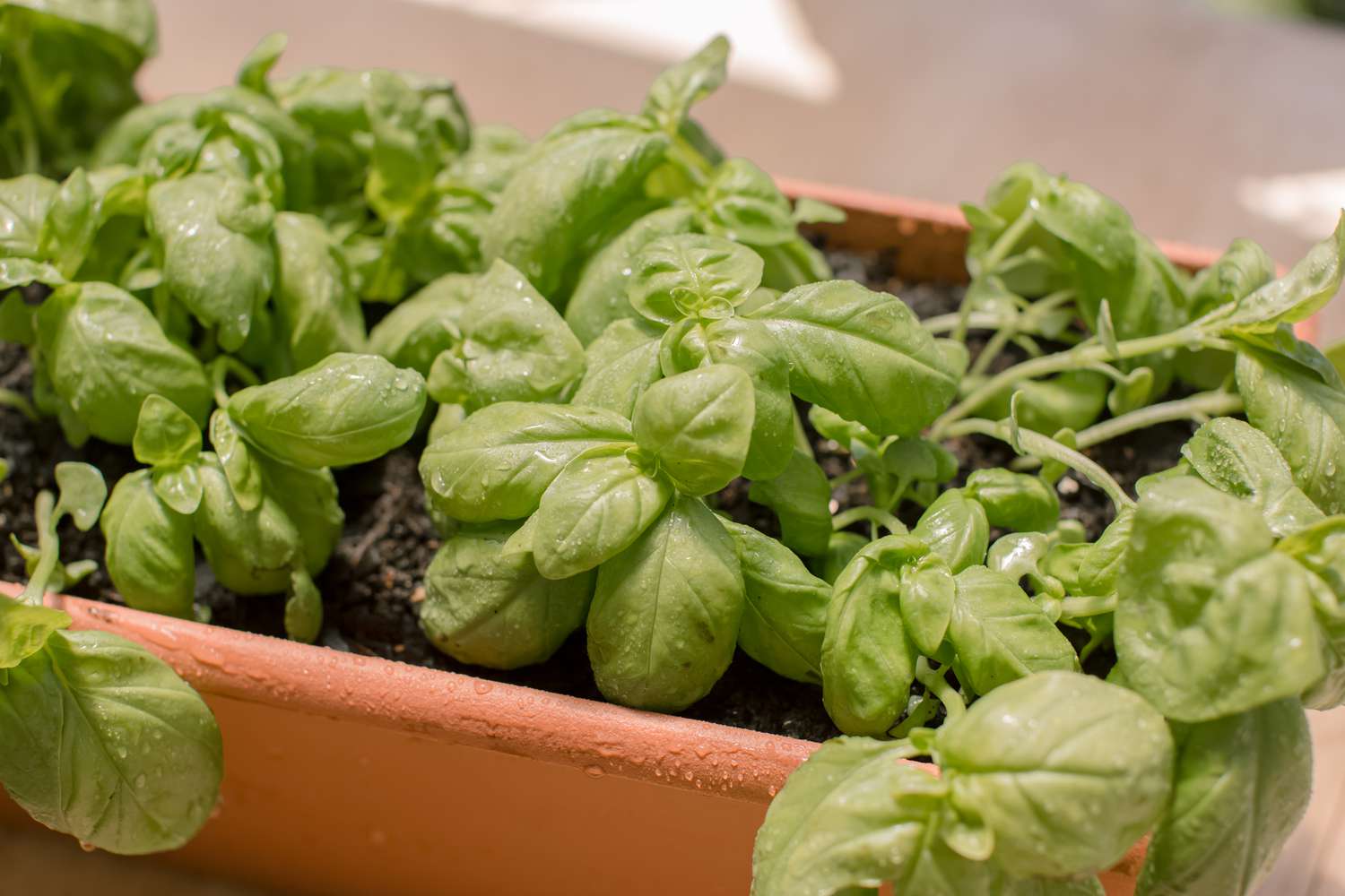 basilic growing in a container