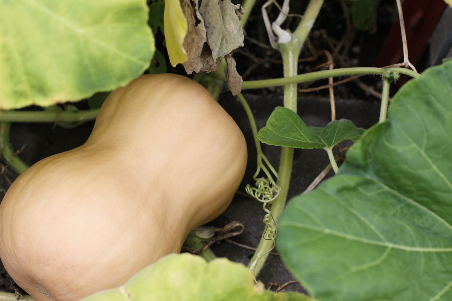 Butternusskürbis am Weinstock