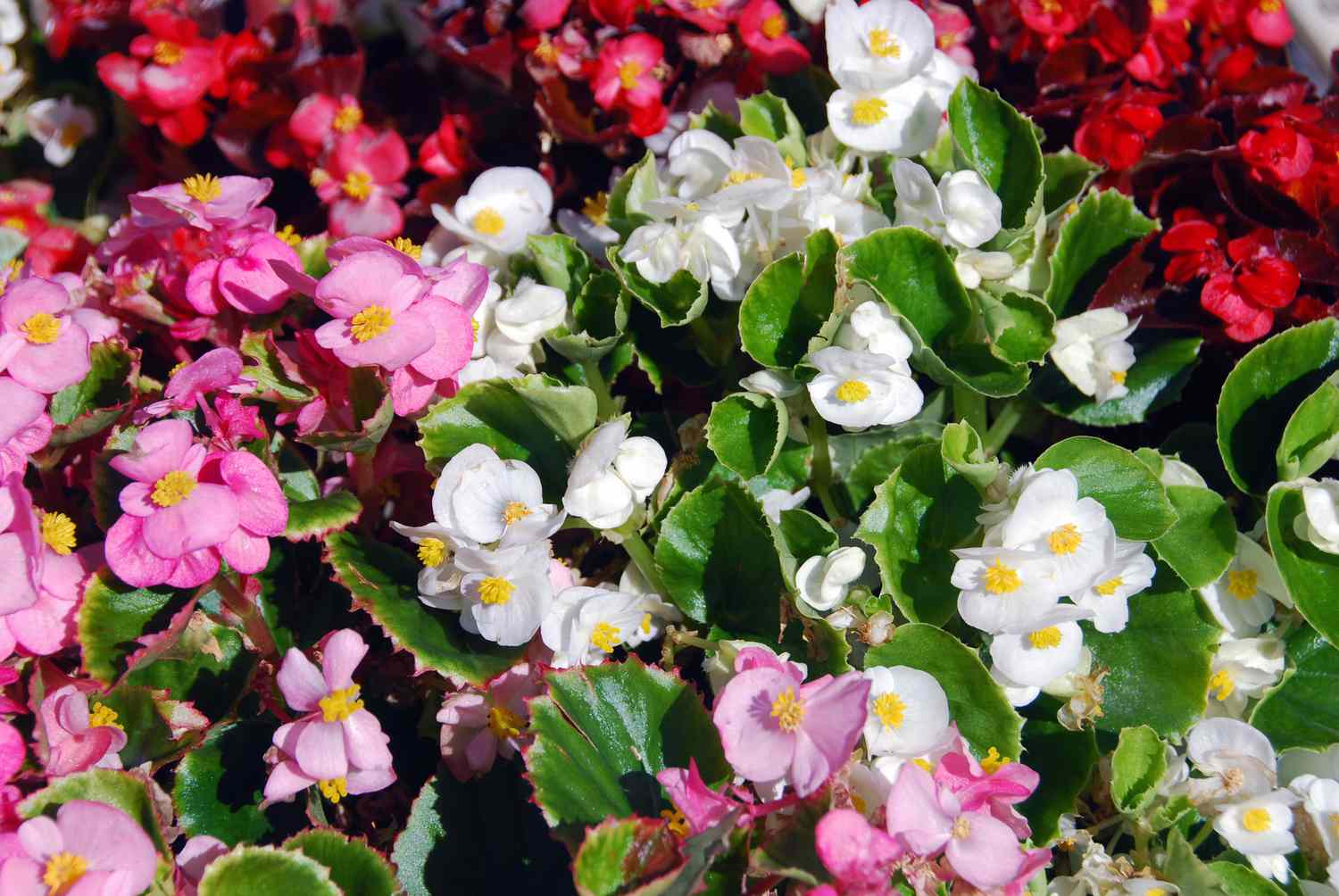 Begônia de cera com flores rosas, brancas e vermelhas