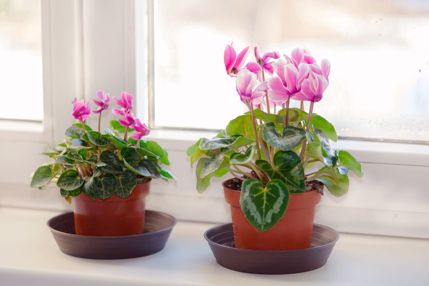 Mini plante de cyclamen avec fleurs blanches et roses sur le rebord de la fenêtre