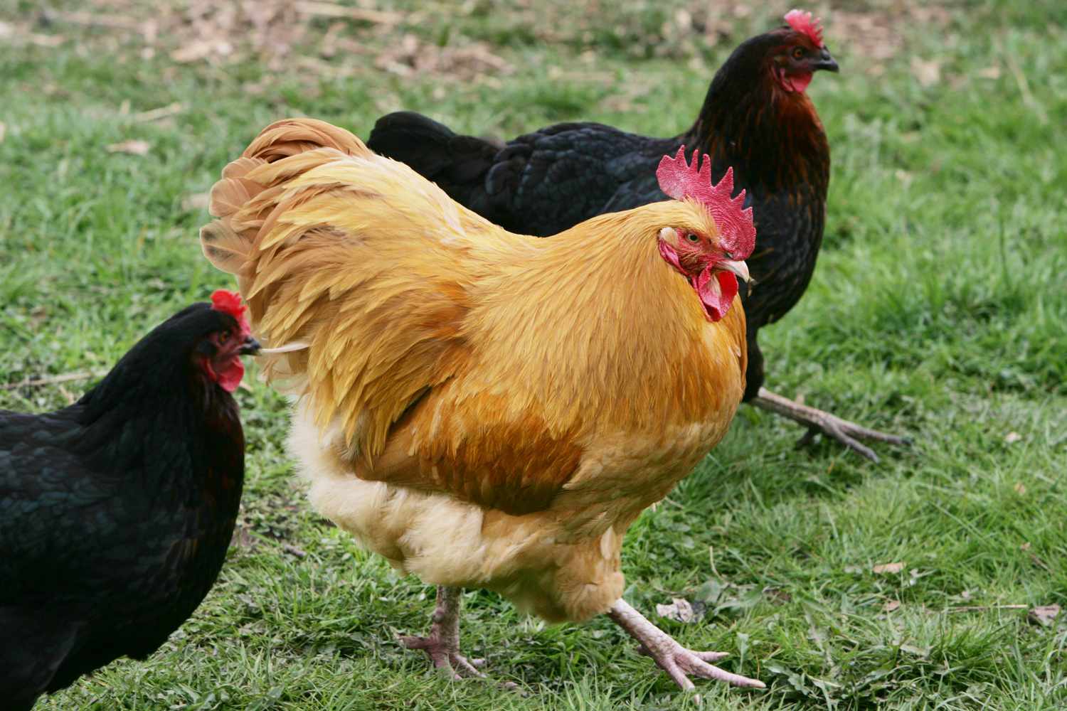 UK - Freilandhühner mit Hahn