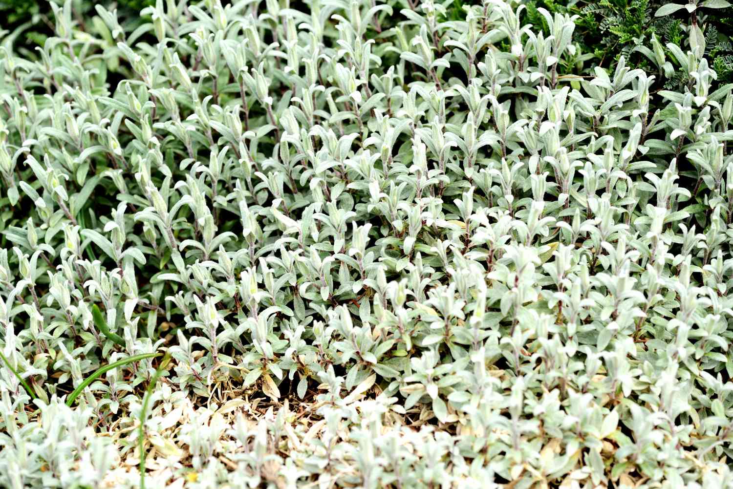 Full Frame Shot Of Chickweeds On Field