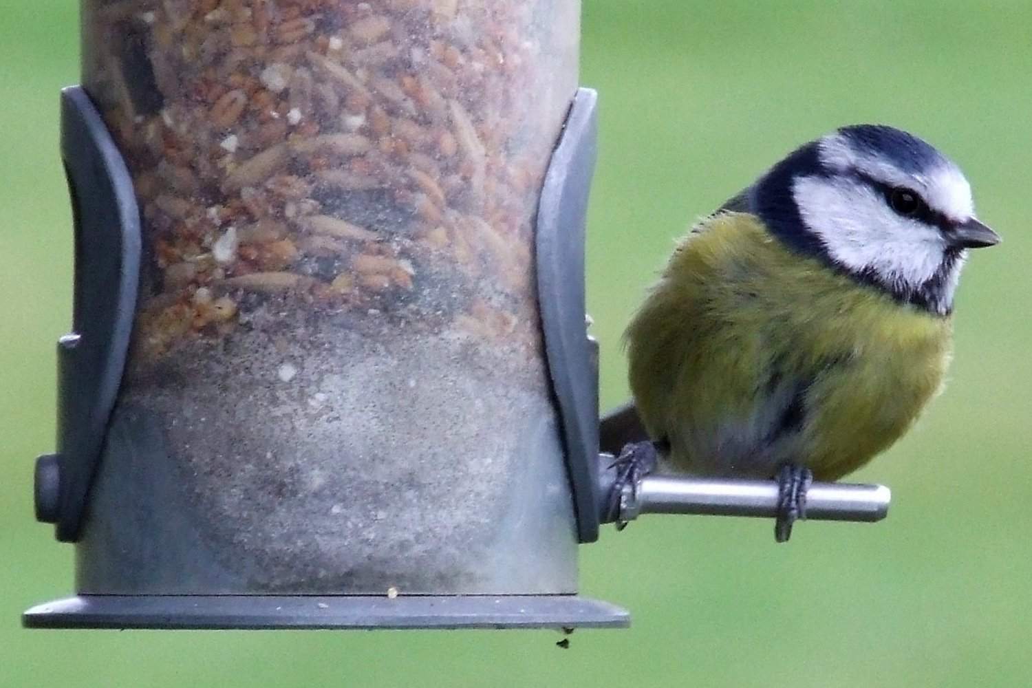 Schmutziges Vogelfutterhaus