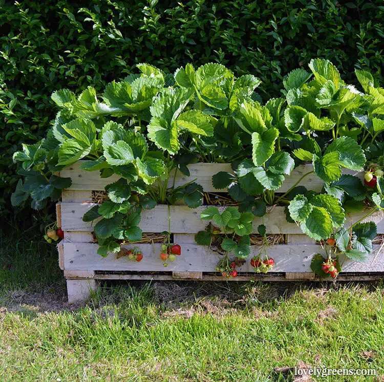 Verduras saindo de uma plantadeira de paletes.