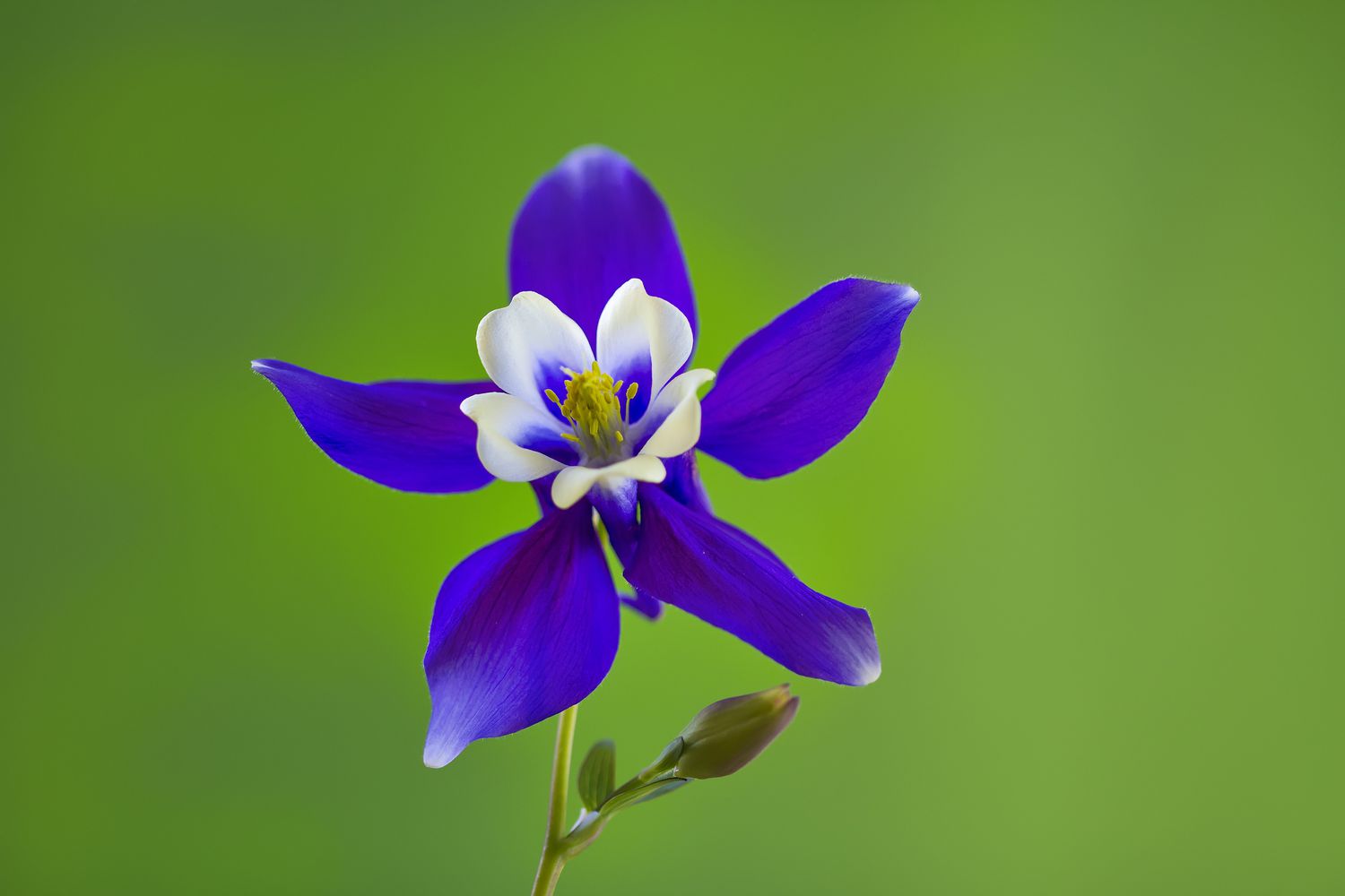 einzelne lila Akelei-Blüte