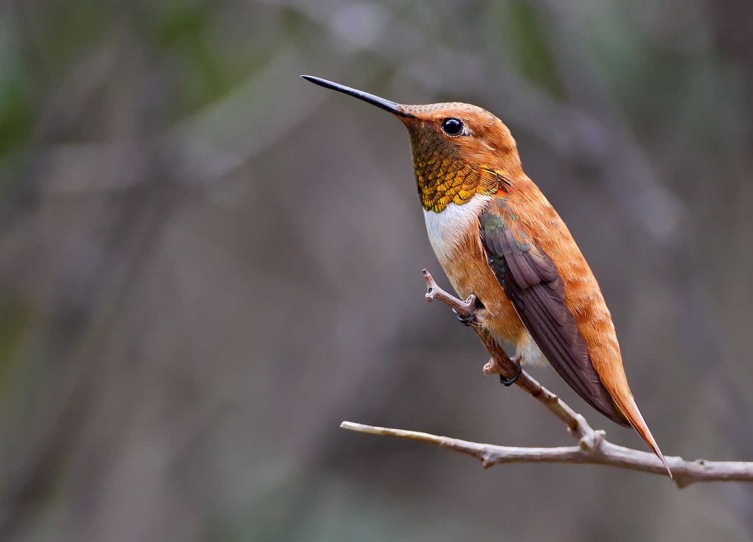 Kolibri (Selasphorus rufus) auf einem Ast, Bosque del Apache National Wildlife Refuge, New Mexico, USA