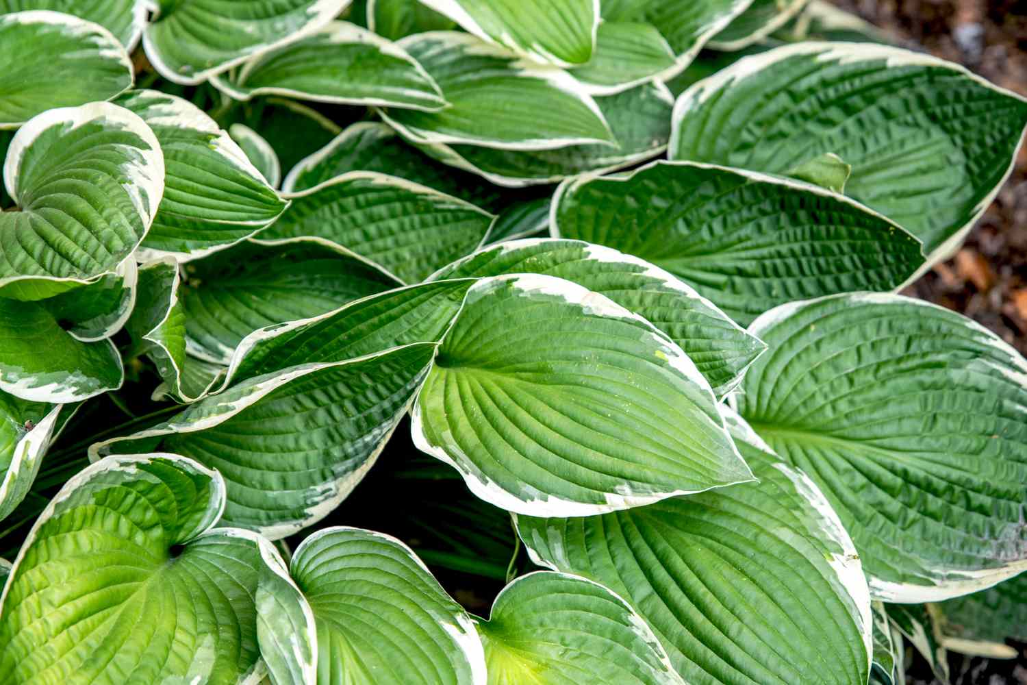 Francee hosta plant with large heart-shaped variegated leaves clustered together