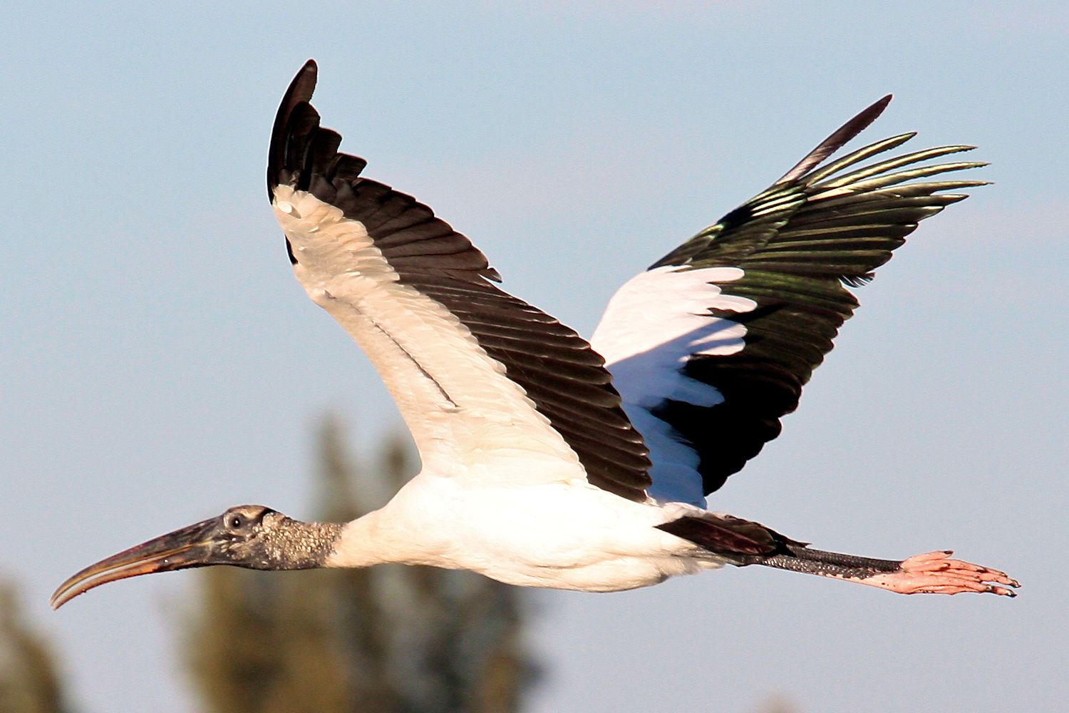 Waldstorch im Flug