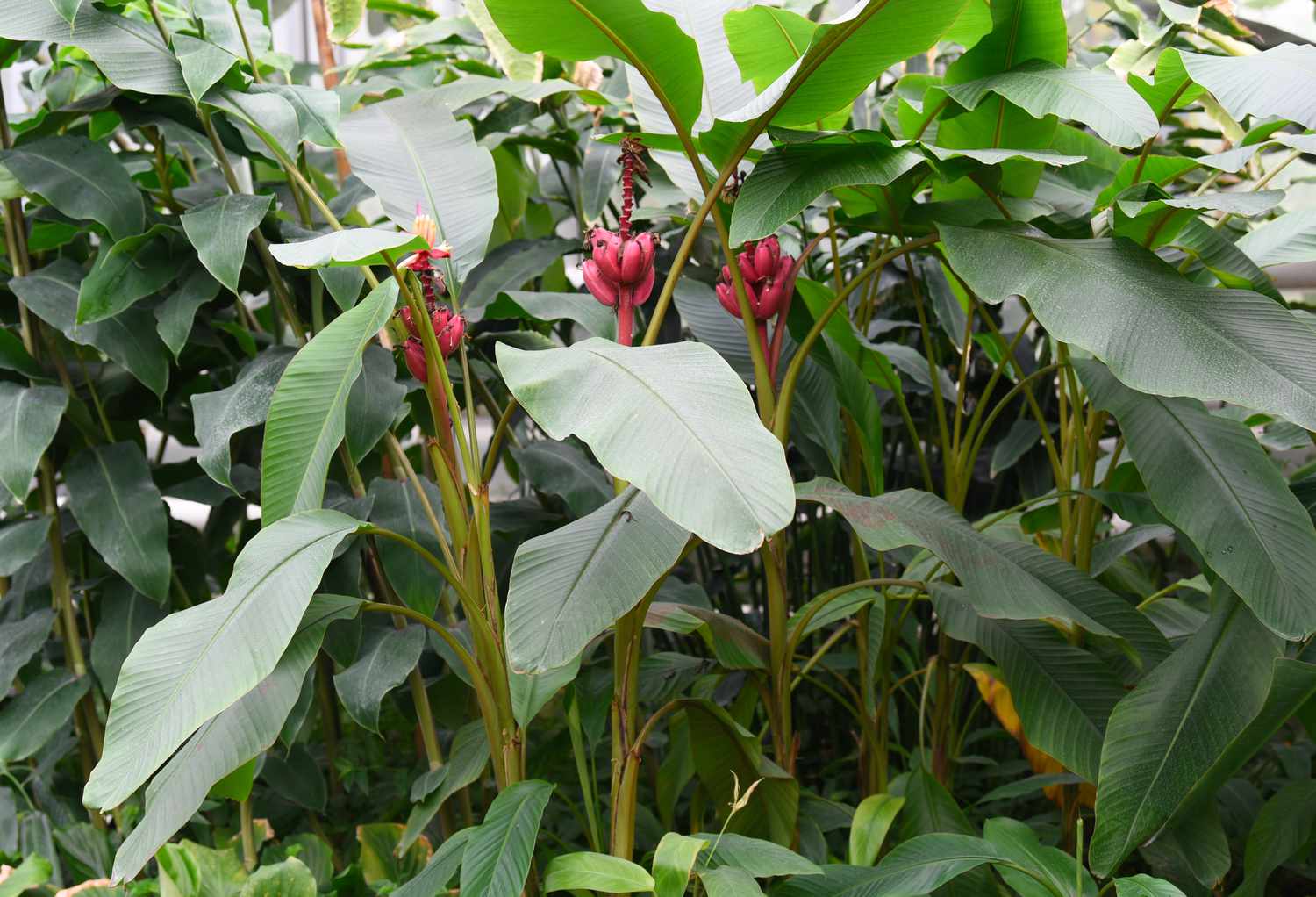 Samtige Bananenbäume mit hohen dicken Stämmen und großen ovalen Blättern, an denen rosa Bananenfrüchte hängen