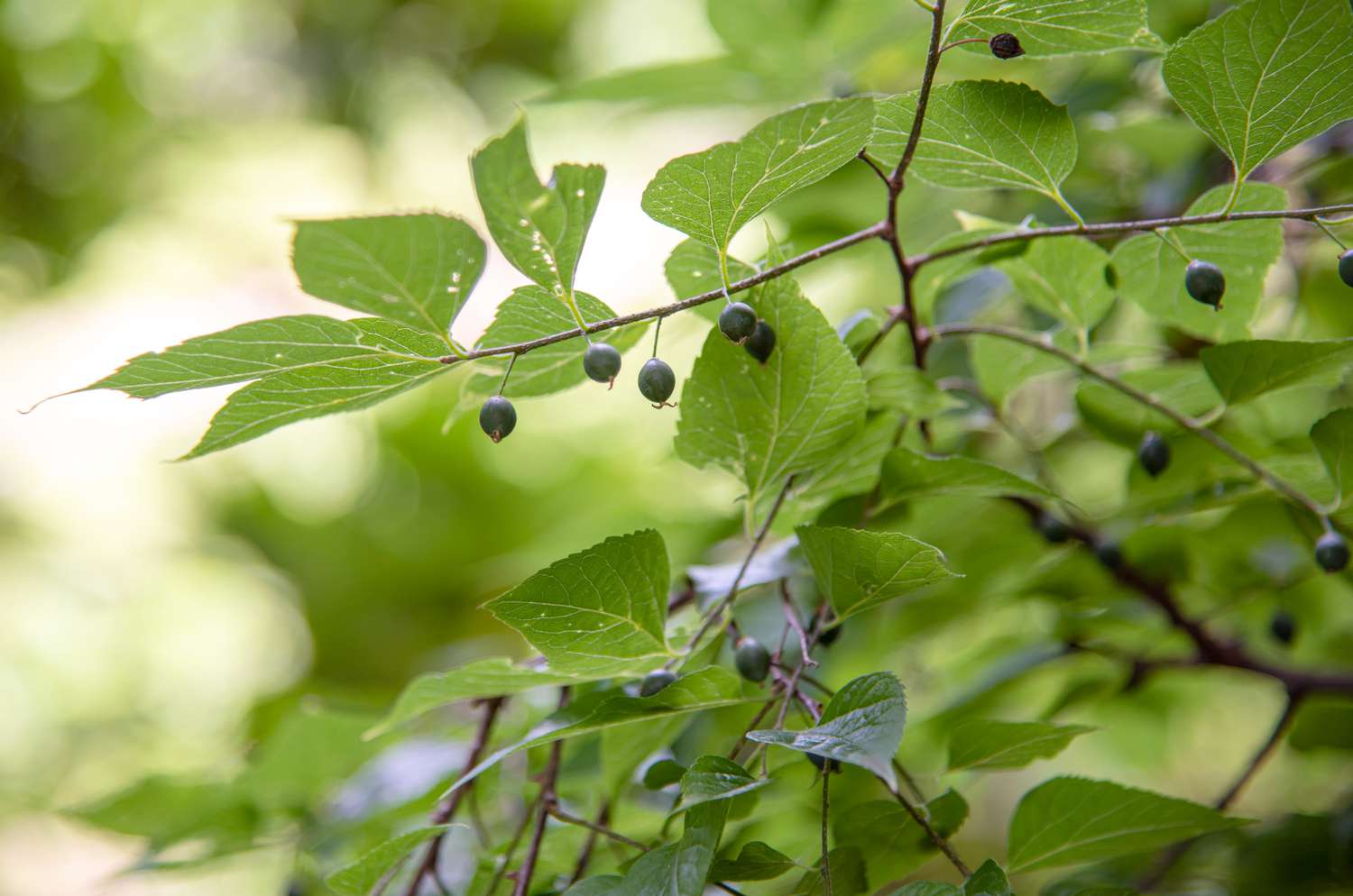 Hackberry-Baumzweig mit gezackten Blättern und kleinen hängenden Steinfrüchten