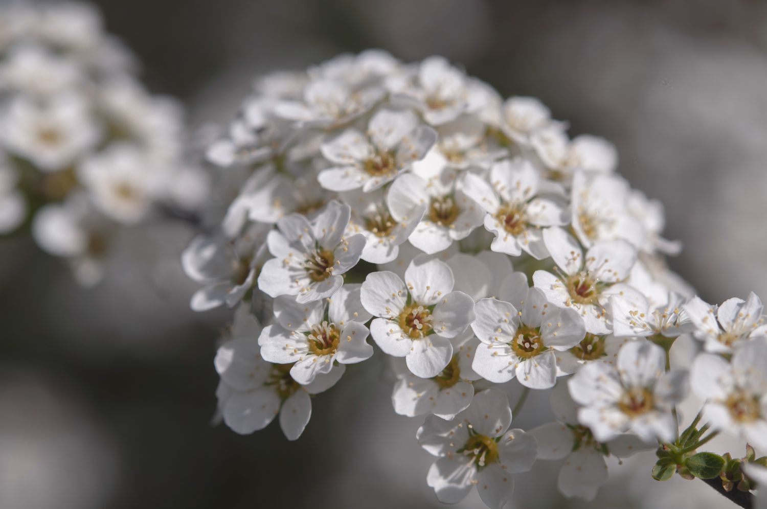 Arbusto Spiraea com flores brancas em closeup 