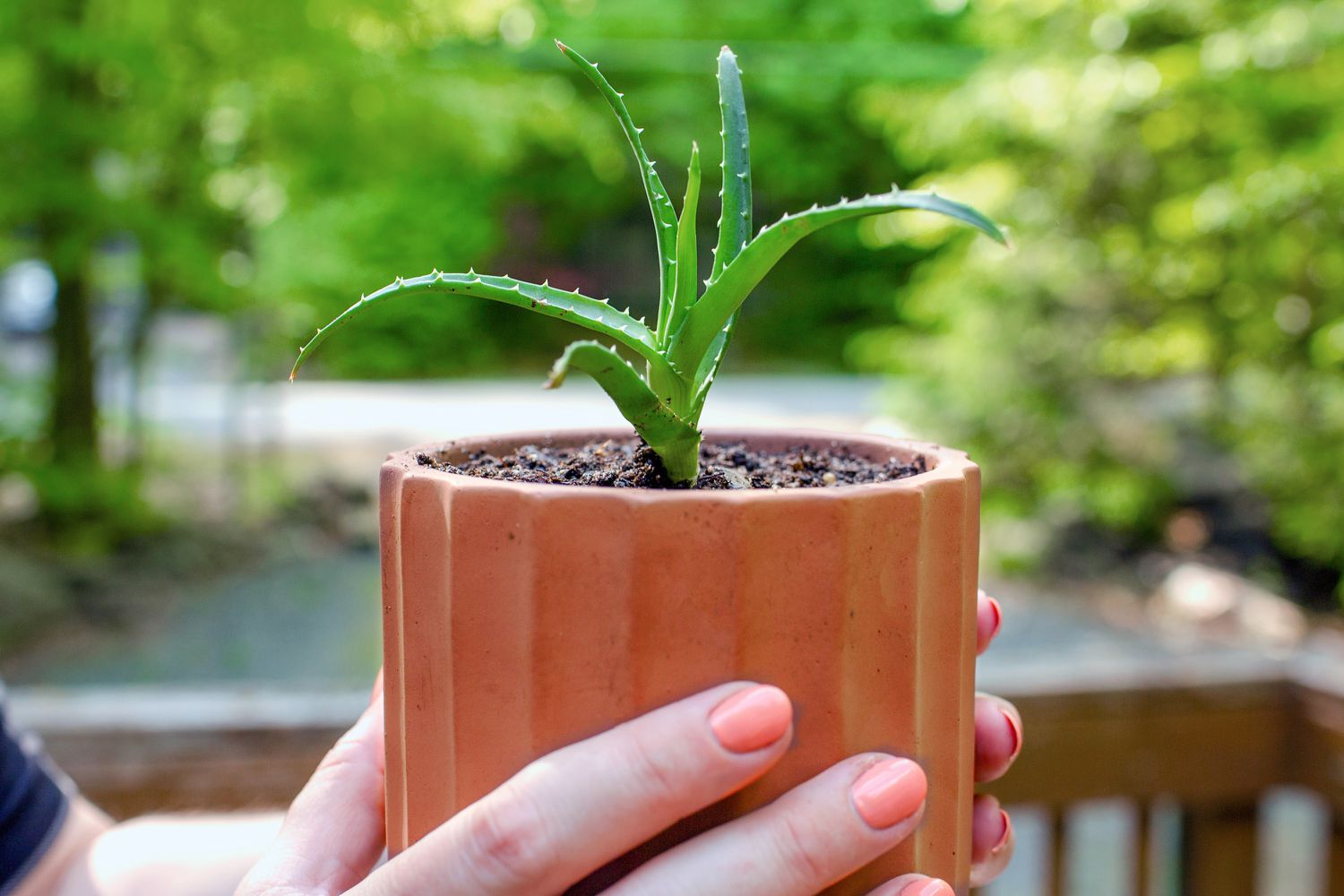 Vermehrte Aloe-Vera-Pflanze in orangefarbenem Keramiktopf in der Hand