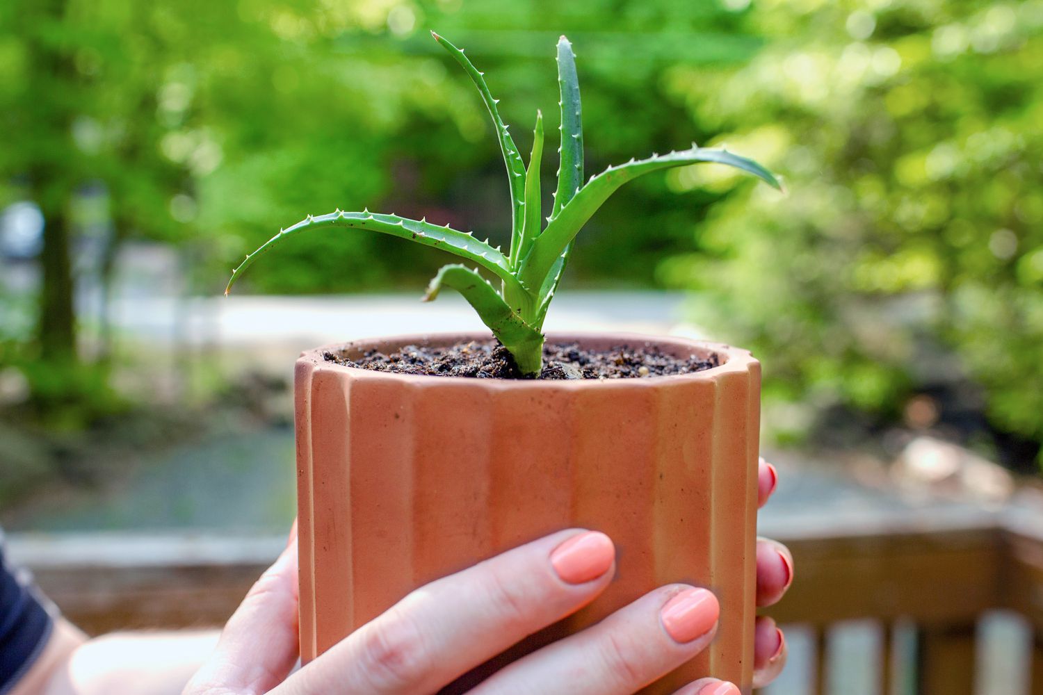 Planta de aloe vera propagada en maceta de cerámica naranja cogida con las manos