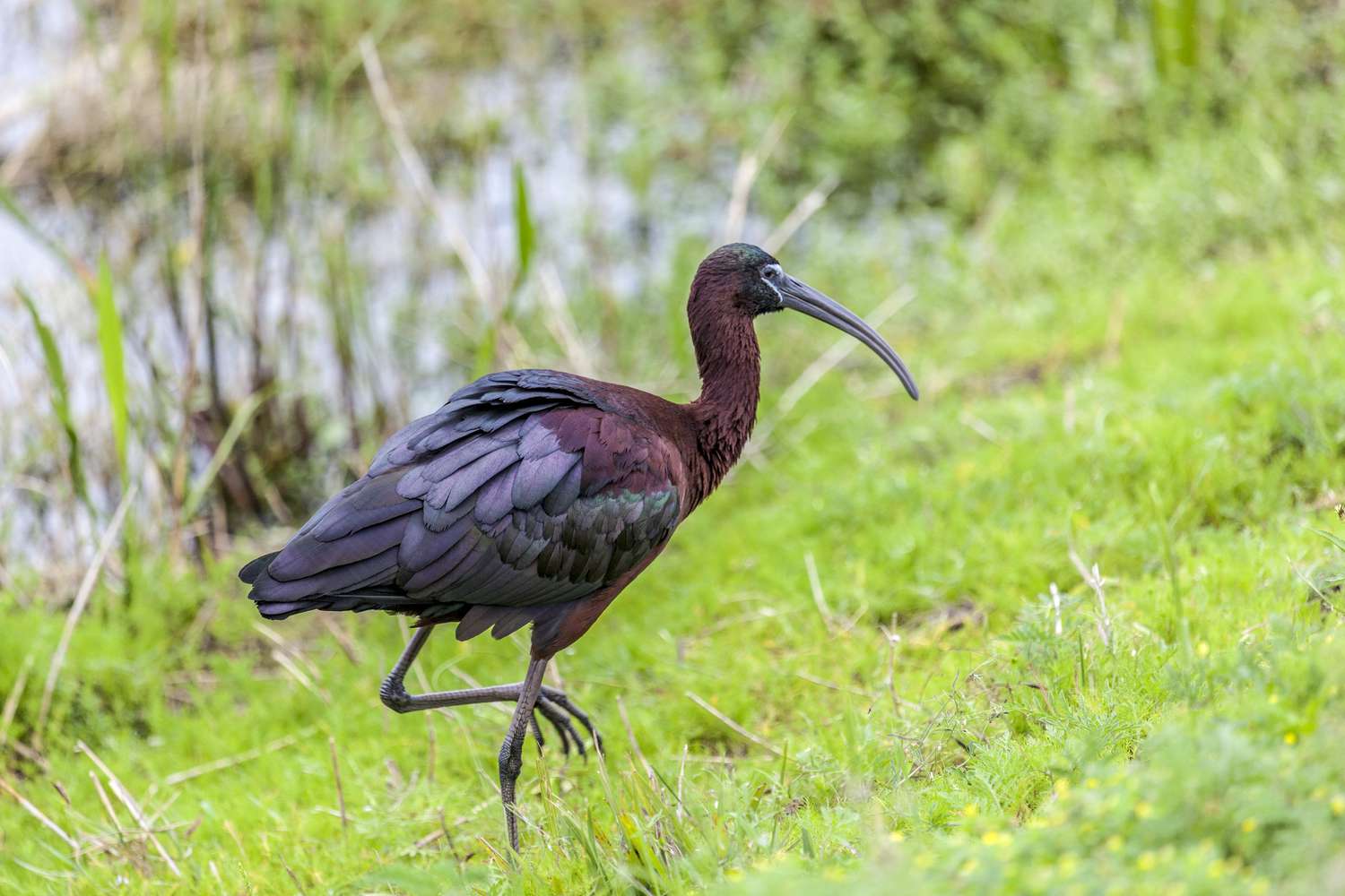 Íbis de cara branca em Viera Wetlands