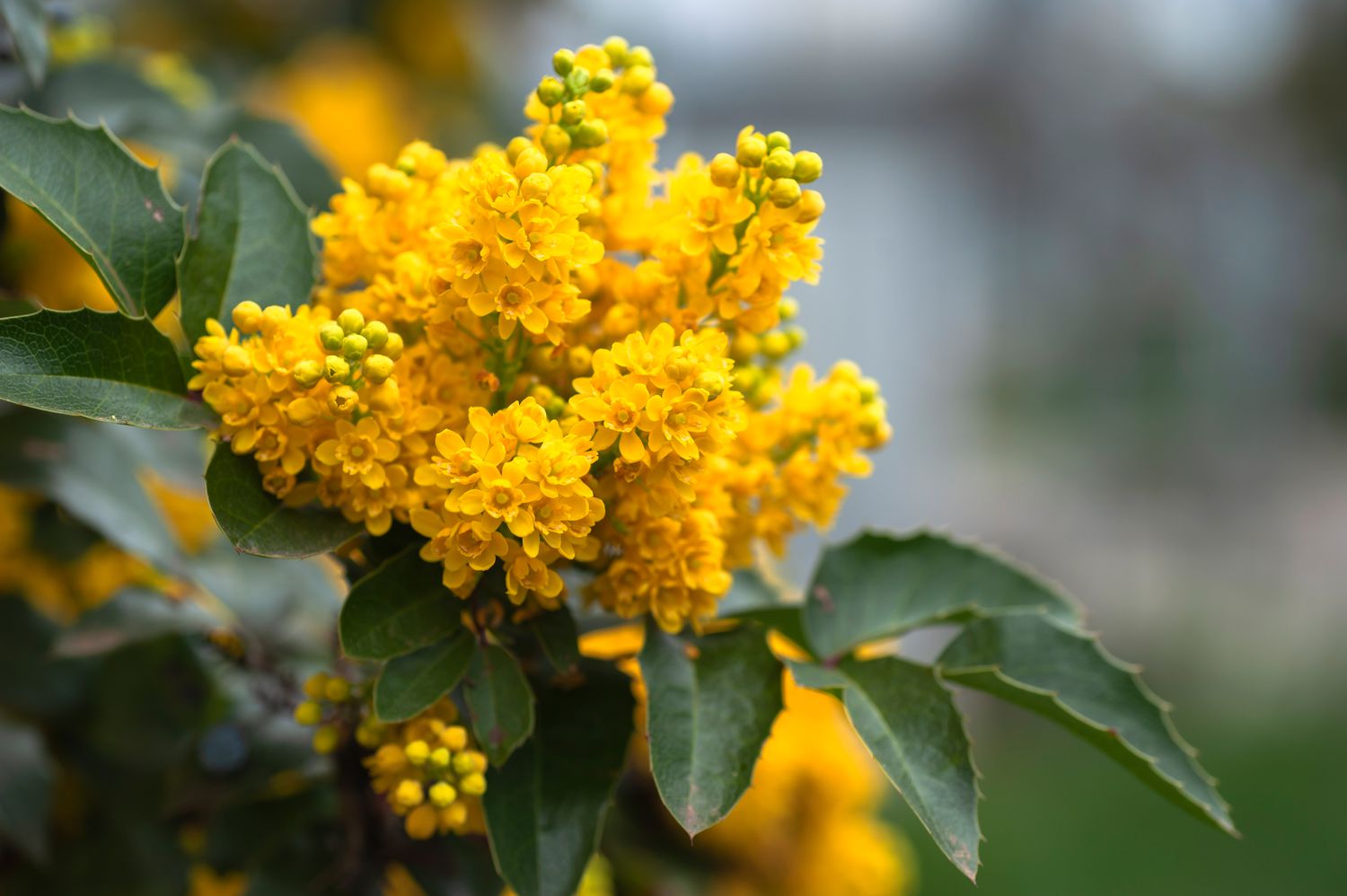 Oregon grape shrub branch with yellow flowers and buds closeup