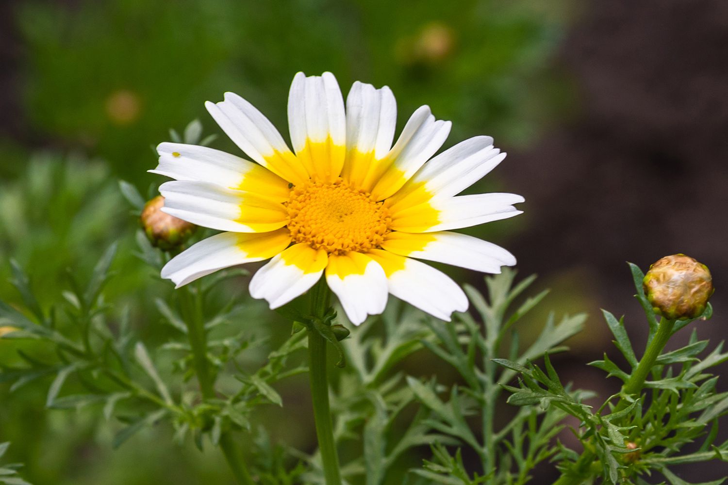Kronenblume gelbe und weiße strahlende Blüte in Nahaufnahme