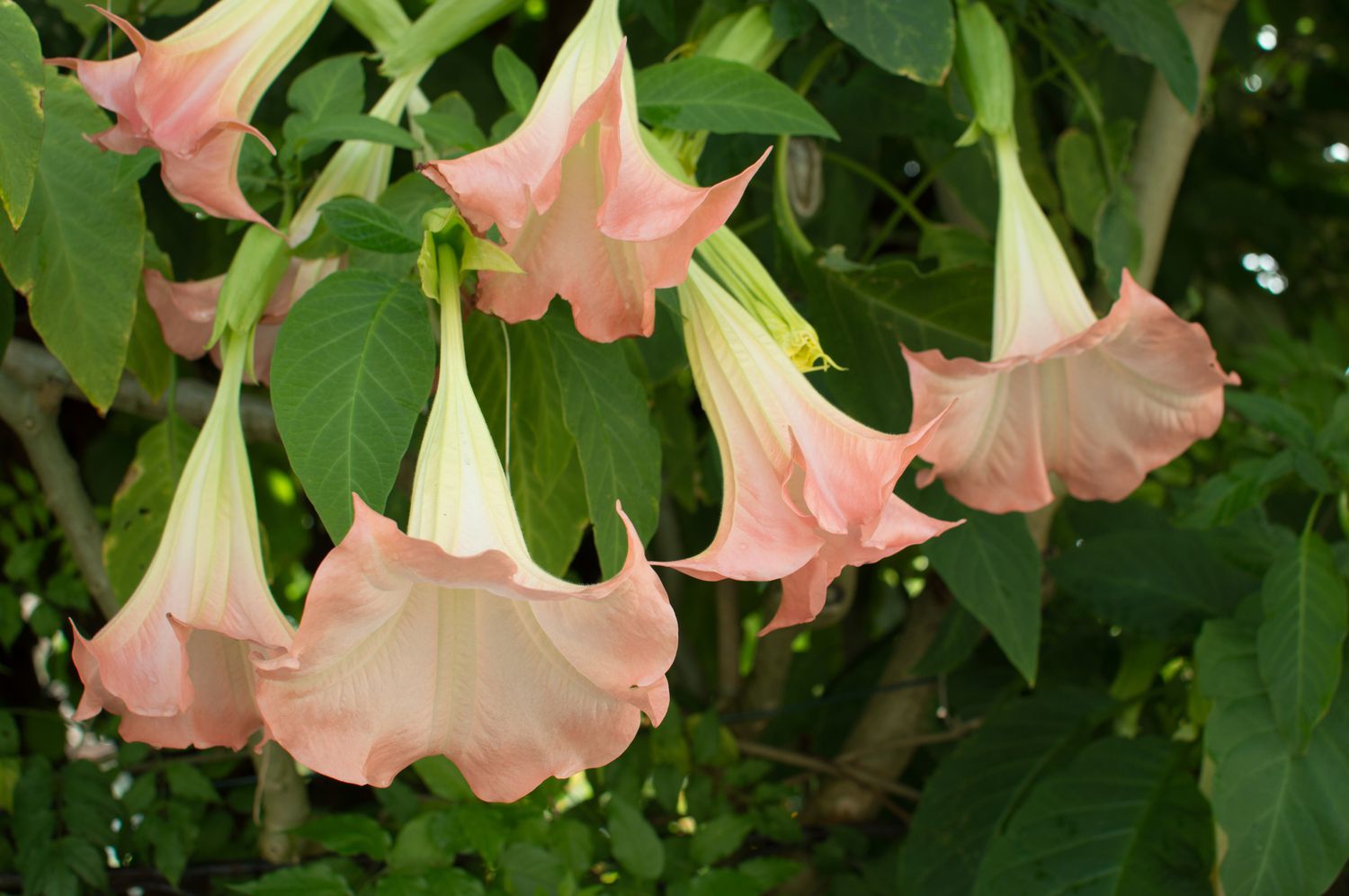 Arbusto trompeta de ángel rosa en flor