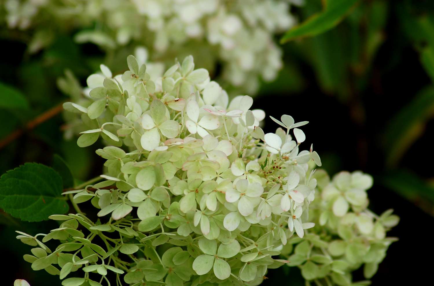 'Bobo' Hortensie mit weißen Blüten