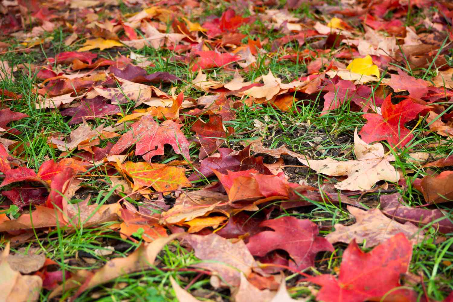 Feuilles d'automne brunes, rouges et orange sur le sol entre les brins d'herbe