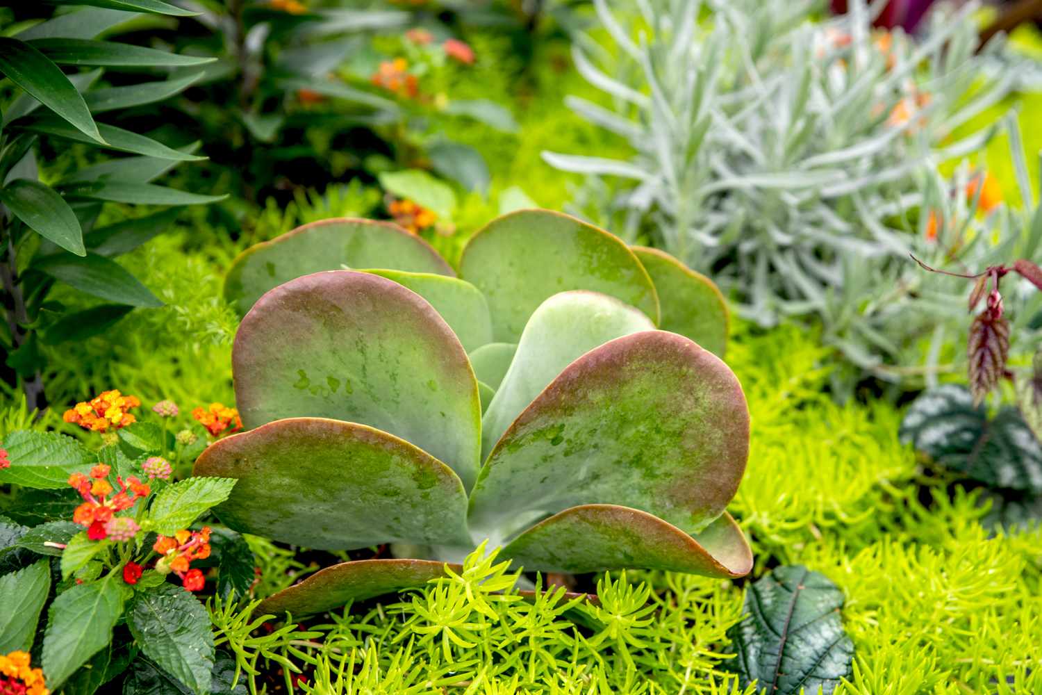 Suculenta com folhas arredondadas vermelhas e verdes cercada por plantas companheiras no jardim