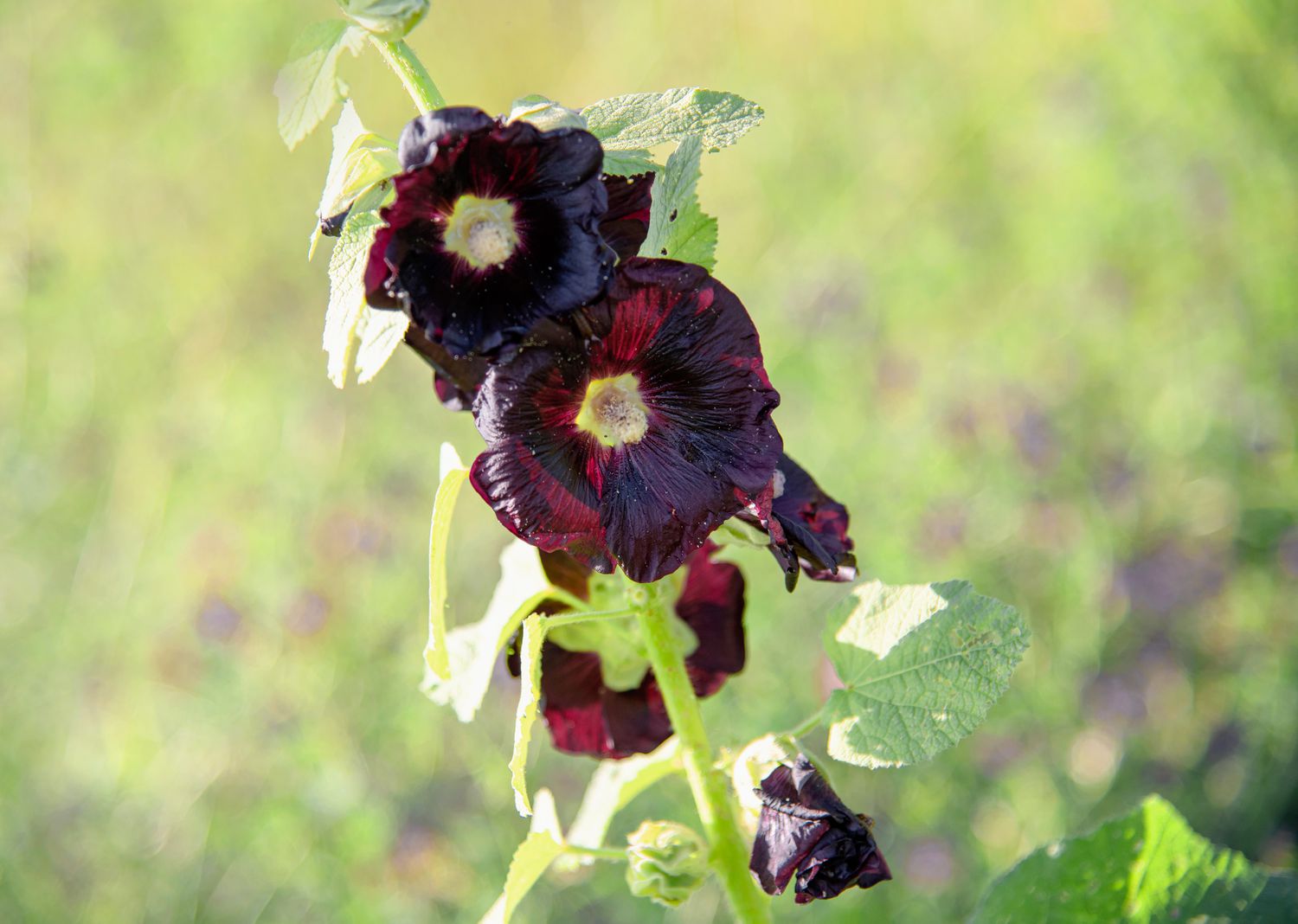 Schwarze Stockrosen mit tiefroten gefüllten Blüten und Blättern am Stängel in Nahaufnahme