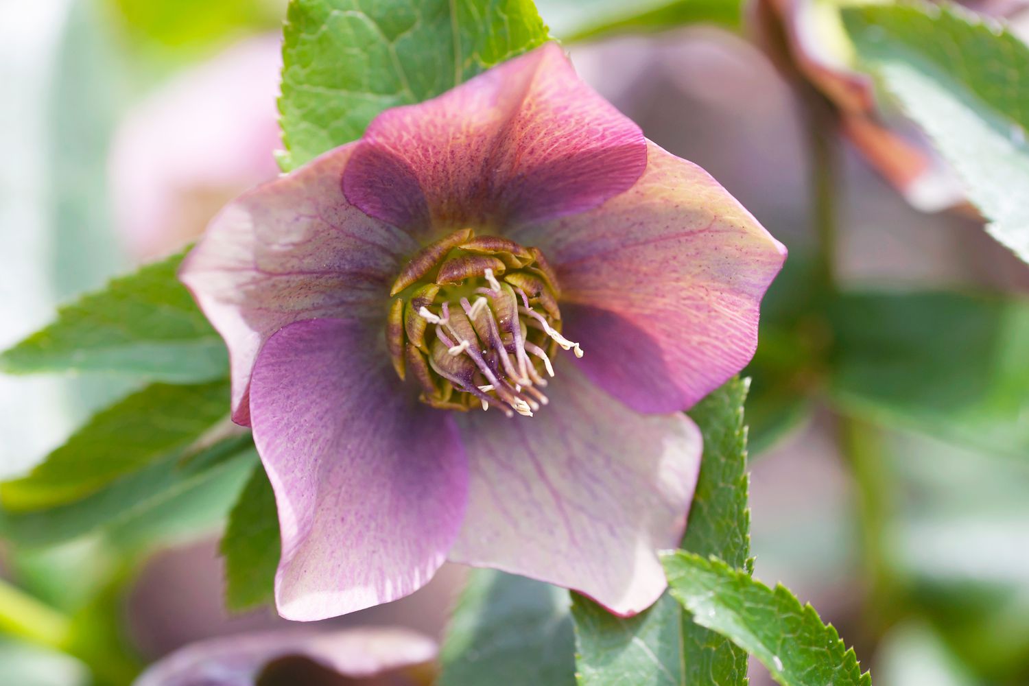 Hellebore-Blüte mit violetten, rosa und cremefarbenen Blütenblättern und weißen und violetten Staubbeuteln in der Mitte in Nahaufnahme