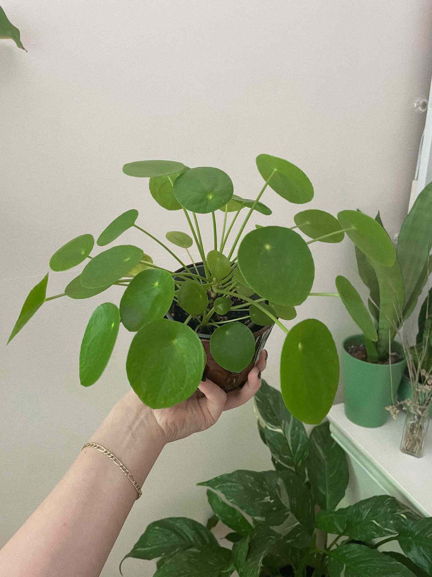 Pilea