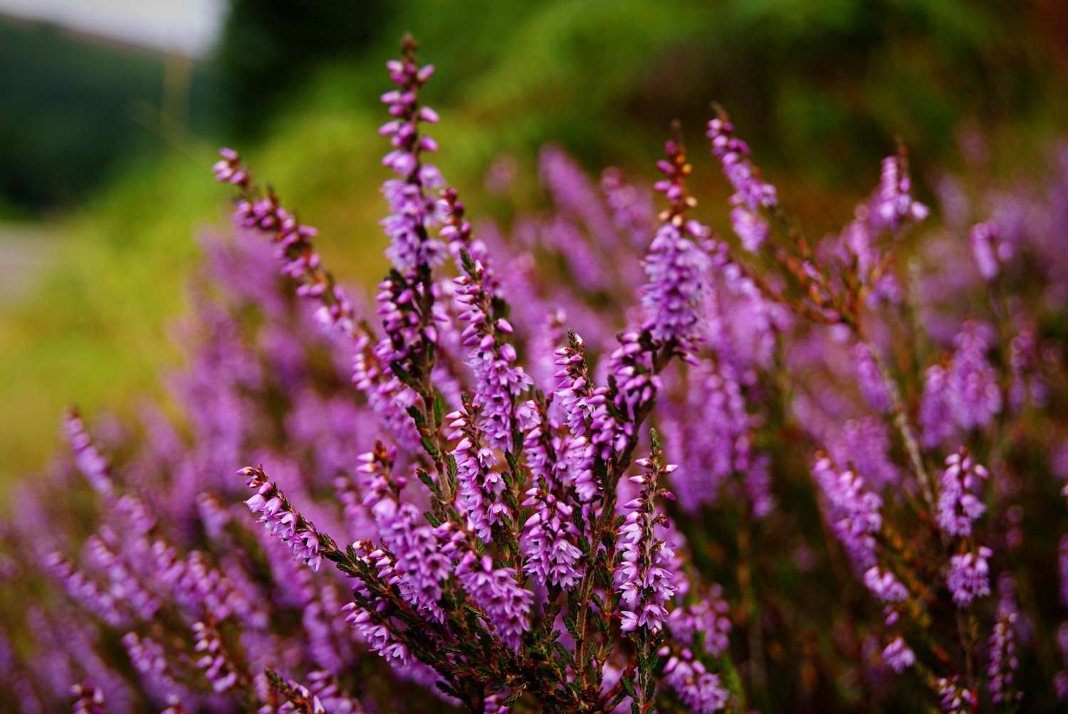 Lila Heidepflanzen in Blüte