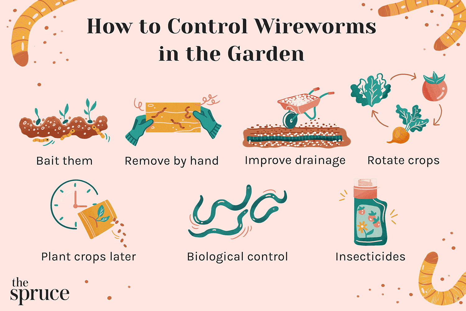 How to Control Wireworms in the Garden