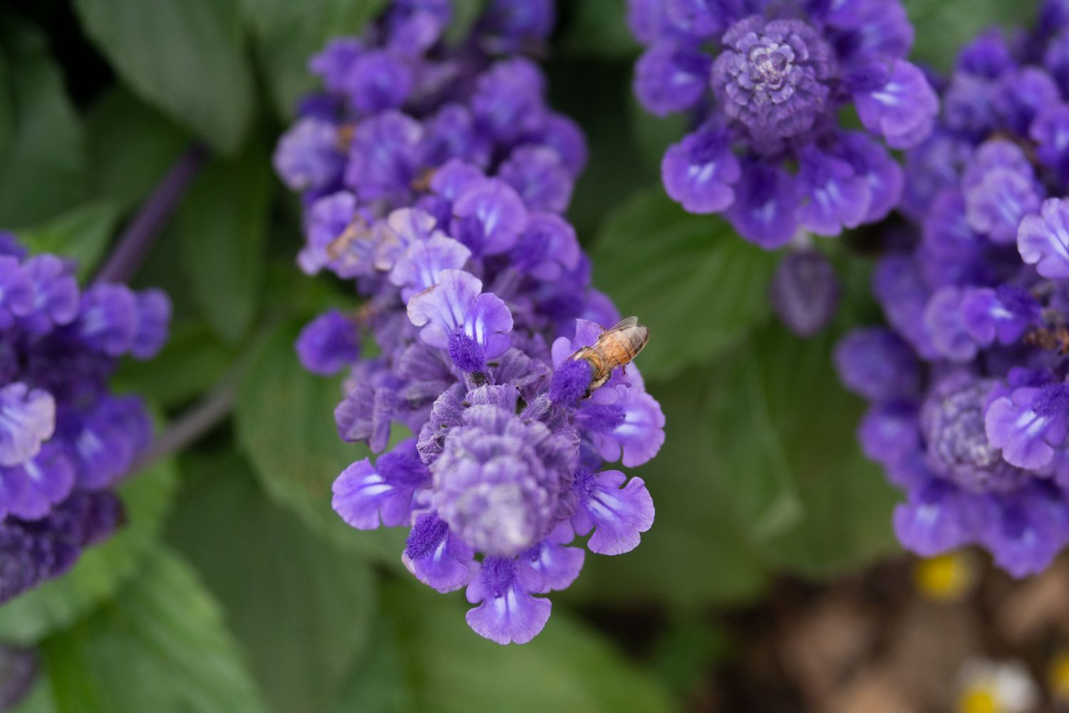 Victoria blue salvia Pflanze mit violetten Blütenähren von oben aus der Nähe 