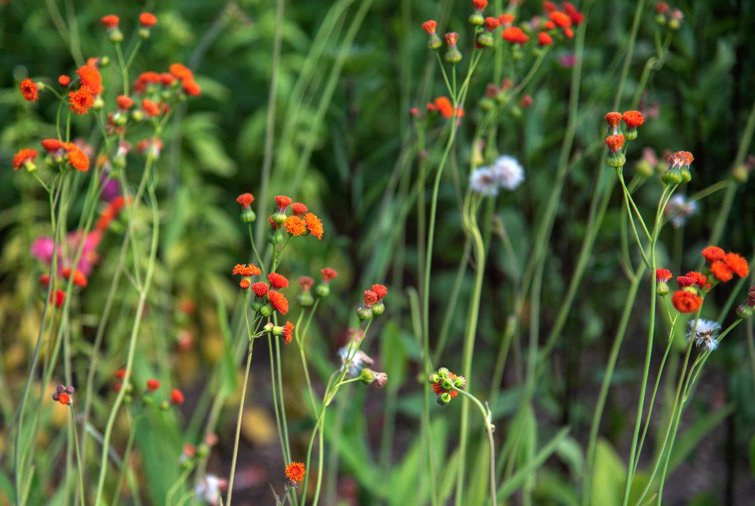 Scharlachrote Quastenblüten an dünnen, drahtigen Stielen und scharlach-orangefarbene Pomponblüten, die aneinander gereiht sind