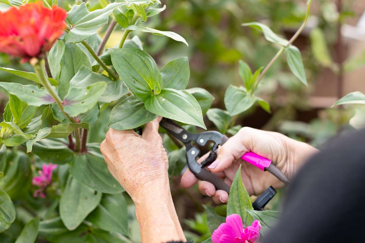 Rosenstrauch wird mit der Gartenschere beschnitten, um Stecklinge für September zu gewinnen