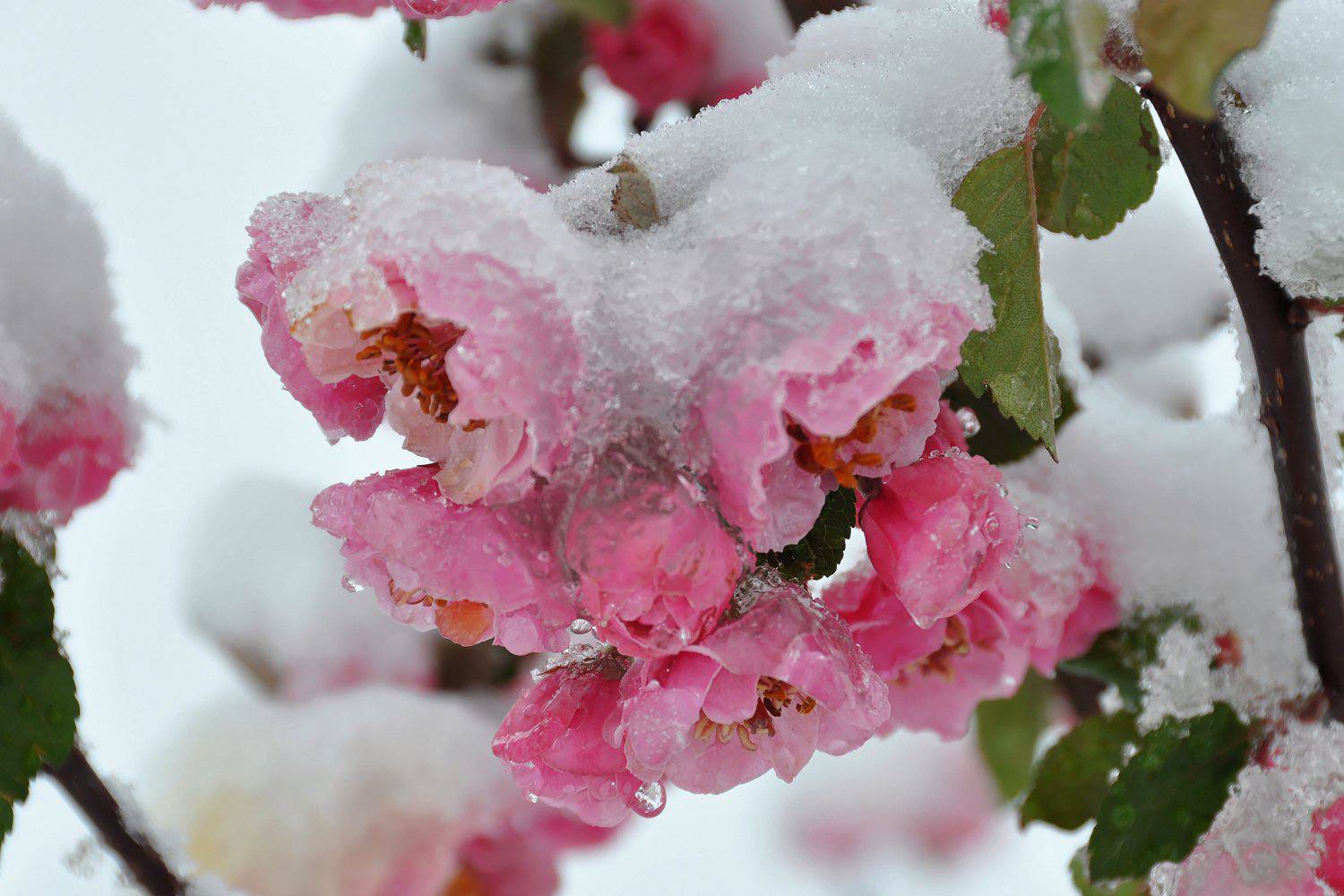 Frühlingsblumen im Schnee